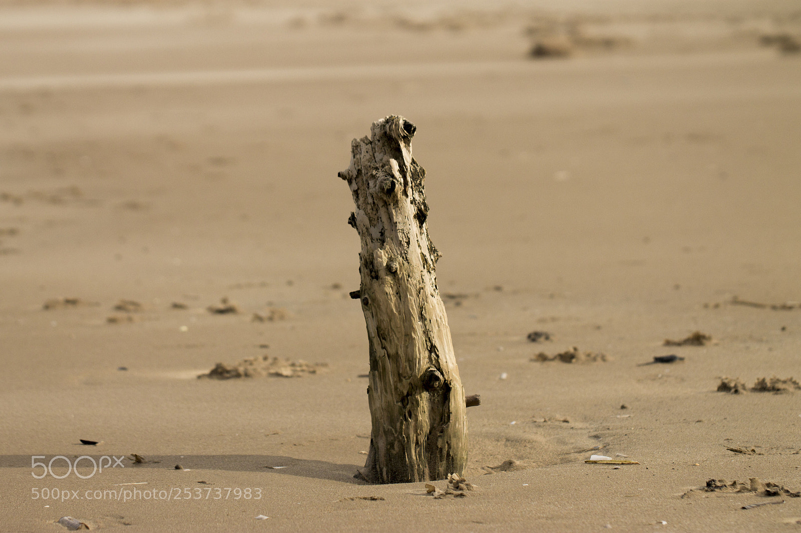 Canon EOS 1100D (EOS Rebel T3 / EOS Kiss X50) sample photo. Sandblasted beach wood photography