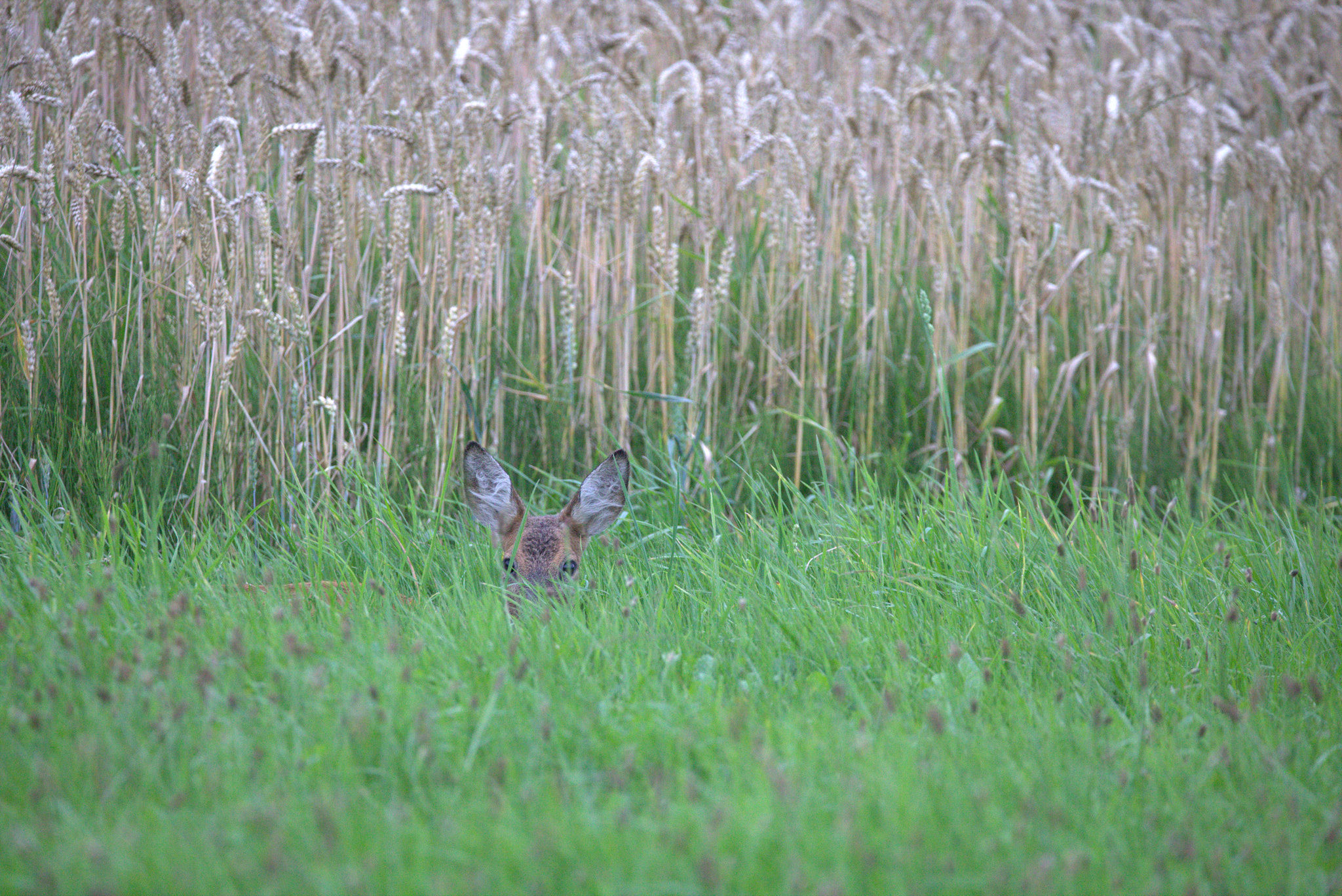 Sigma 150-600mm F5-6.3 DG OS HSM | C sample photo. Observing the bad man photography