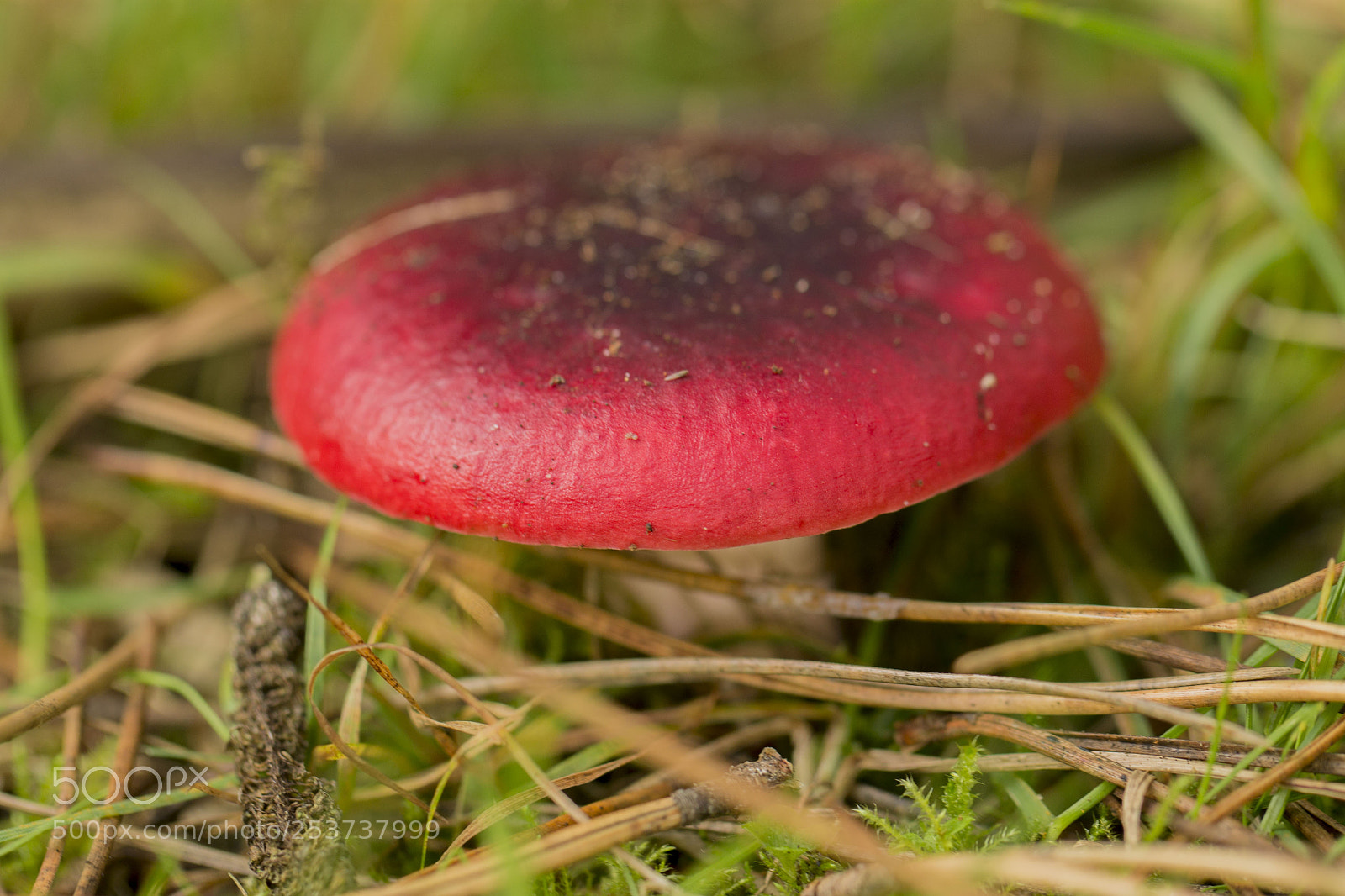 Canon EOS 1100D (EOS Rebel T3 / EOS Kiss X50) sample photo. Red fungi photography