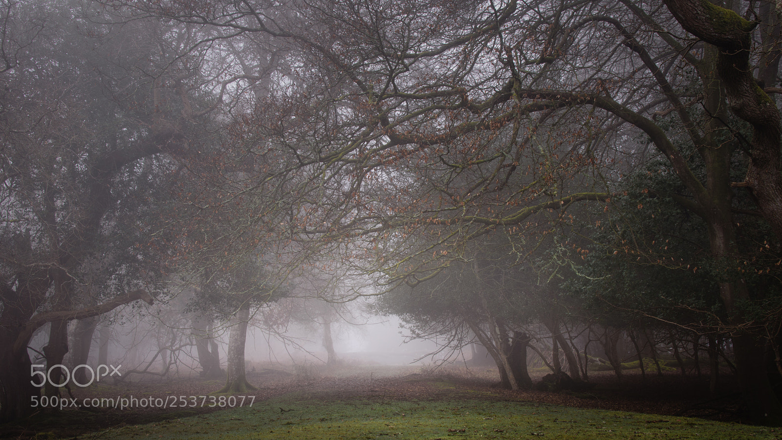 Nikon D7200 sample photo. Misty wood photography