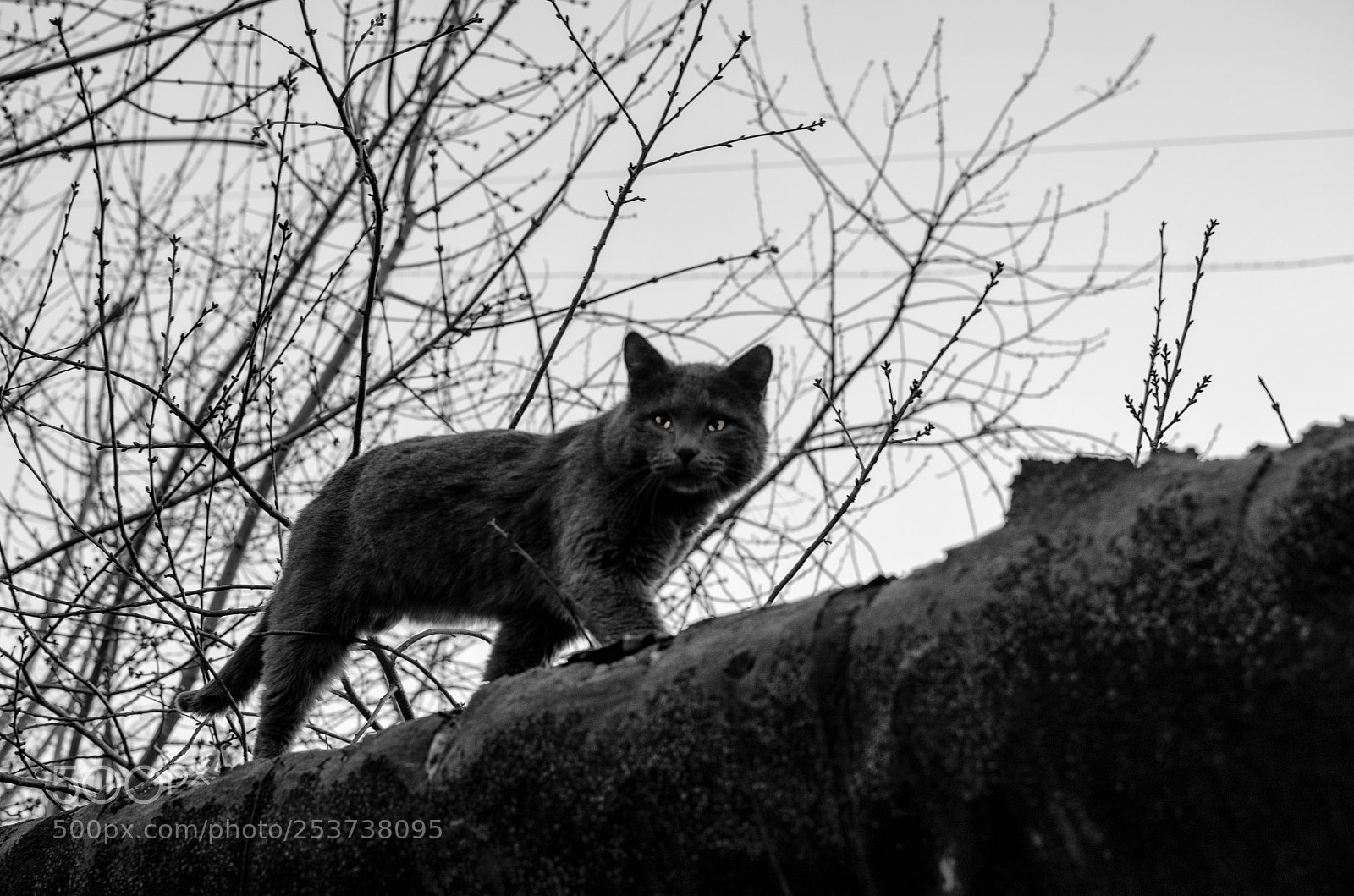 Nikon D7000 sample photo. A cat that walks photography