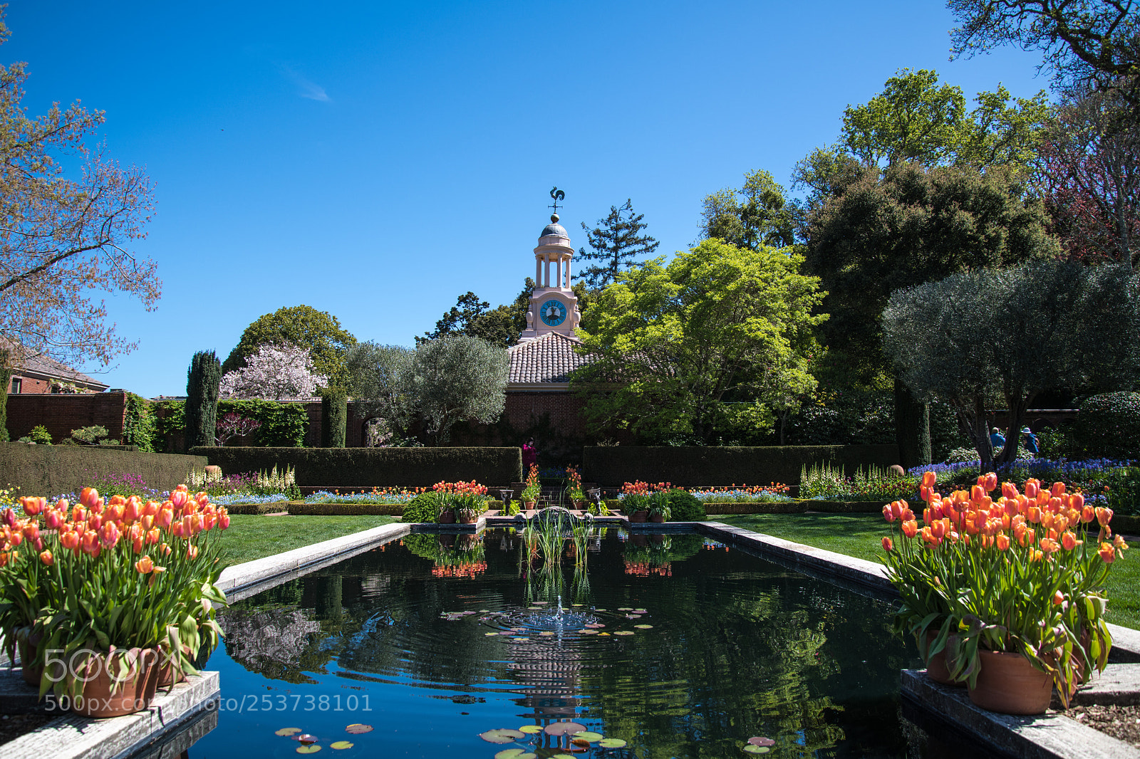 Nikon D850 sample photo. Filoli gardens photography