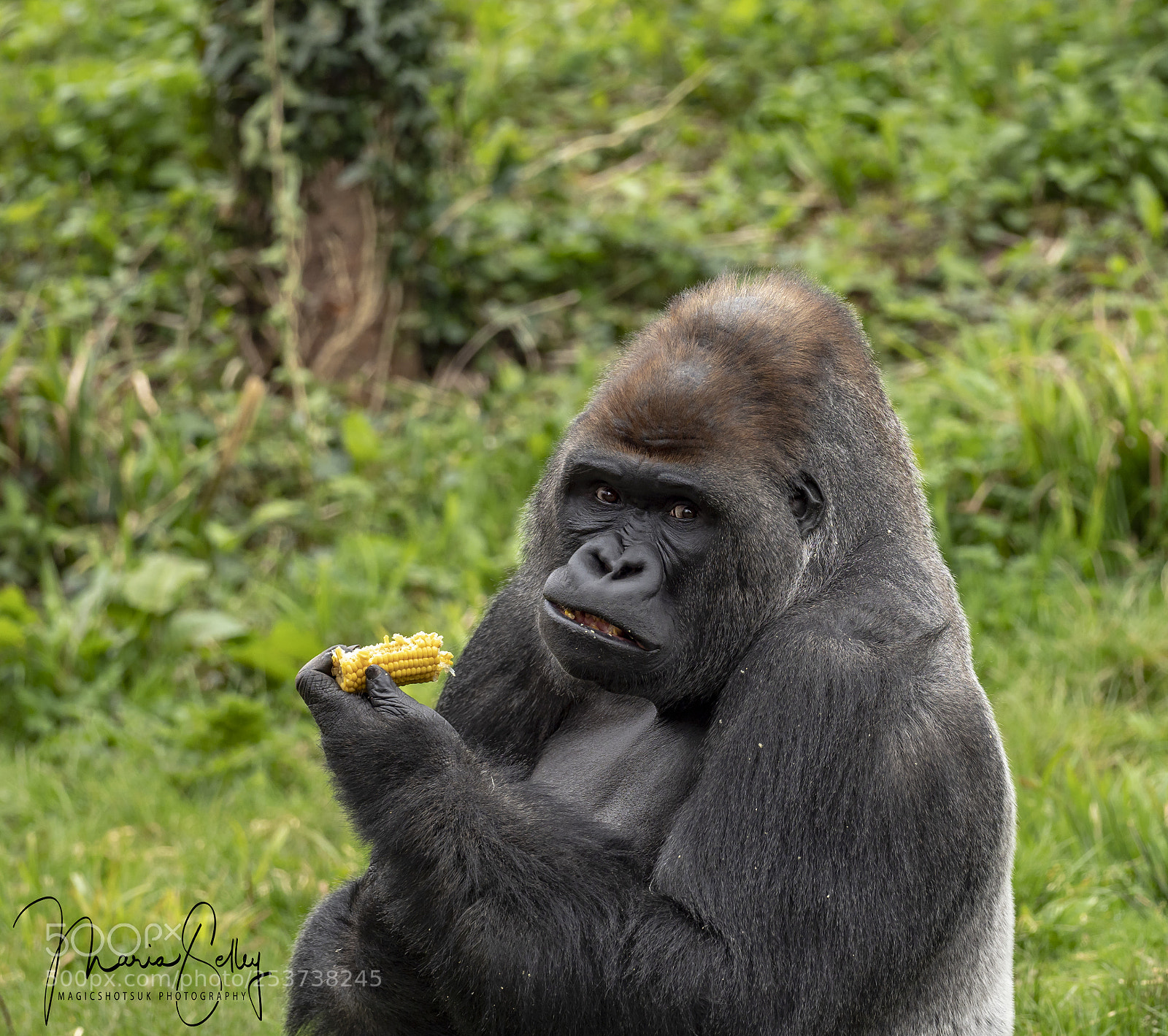 Olympus OM-D E-M1 Mark II sample photo. Handsome gorilla photography
