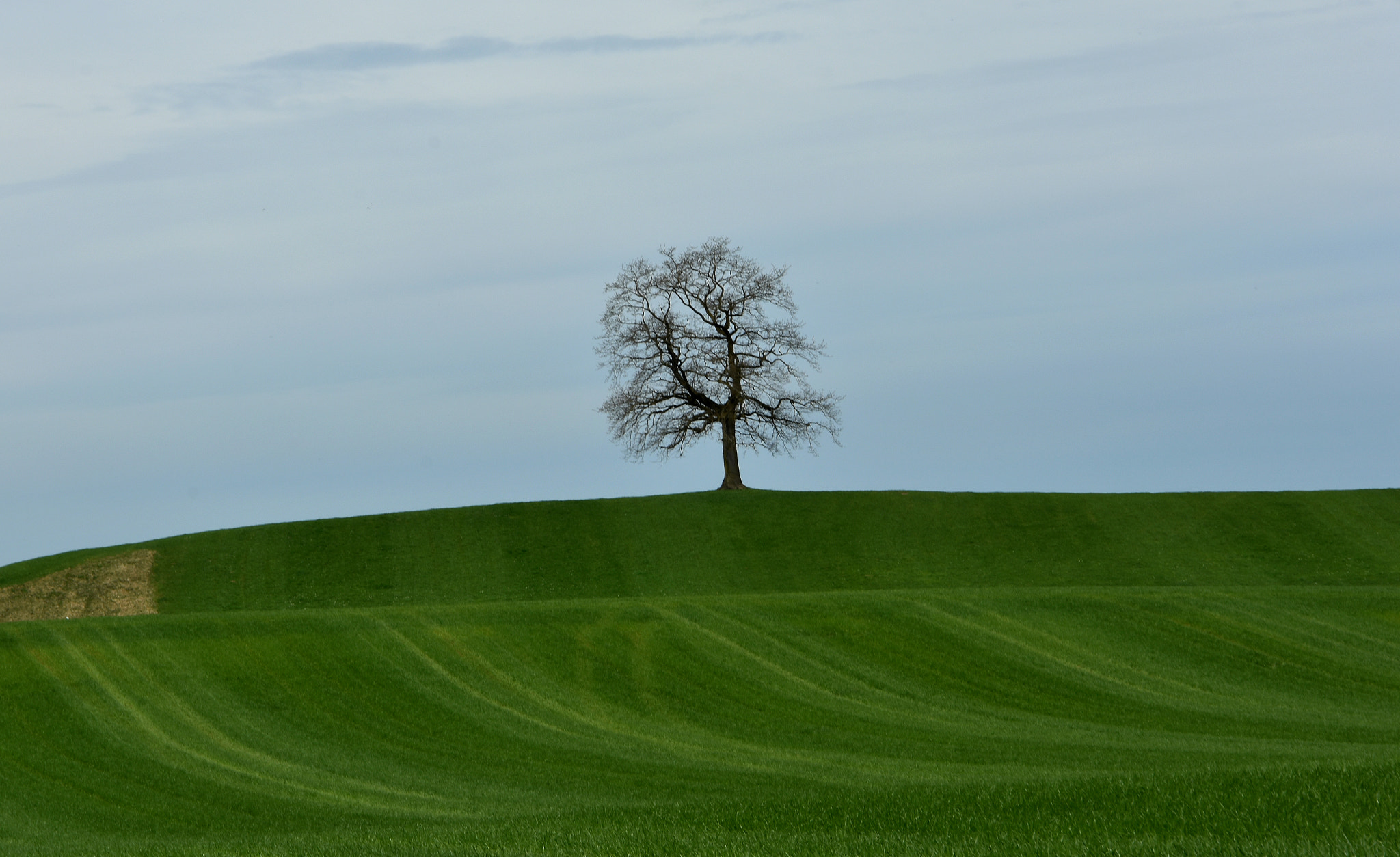 Nikon D7200 sample photo. The lonesome tree photography