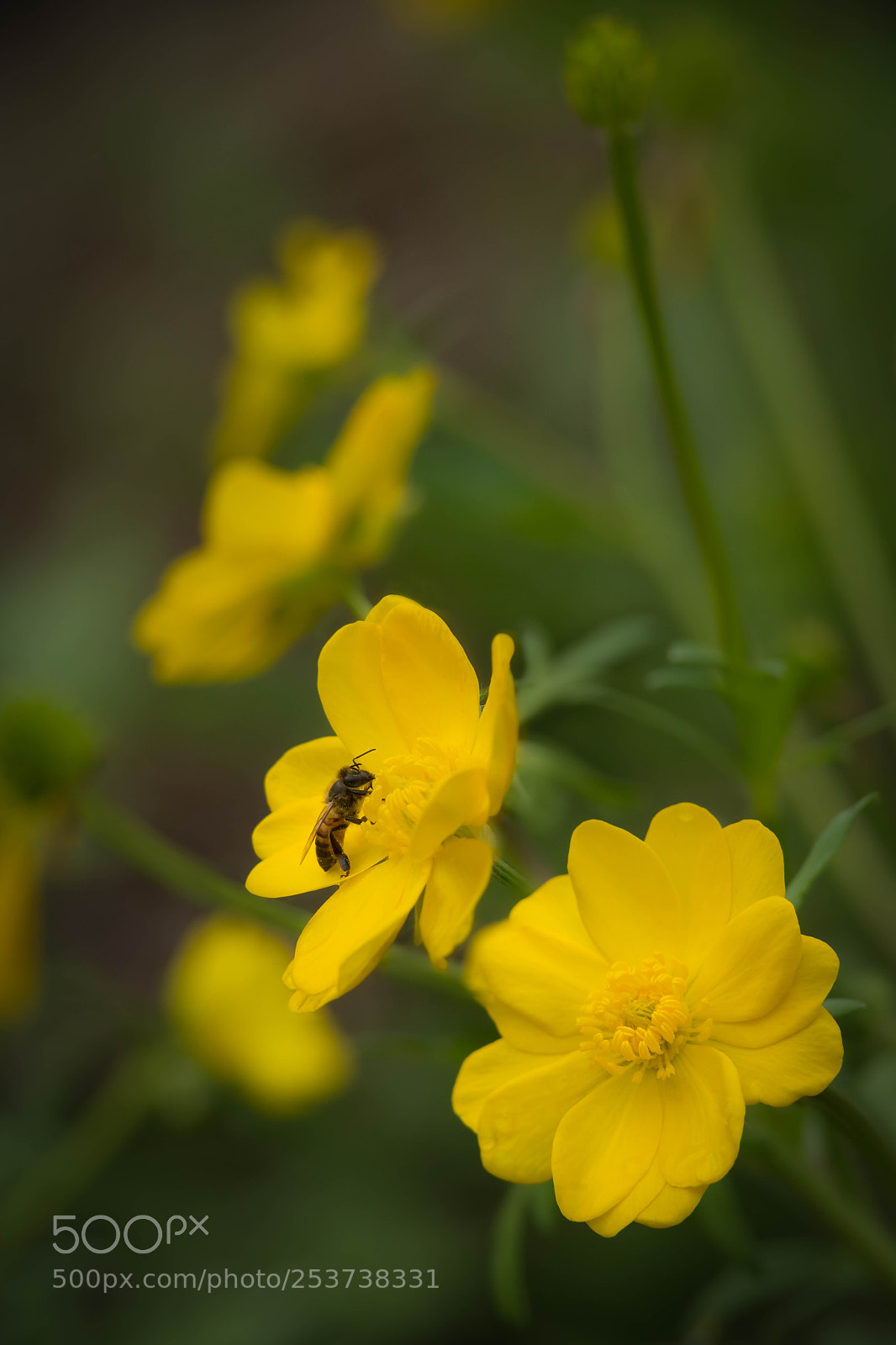 Sony a7R III sample photo. Bee on large buttercup photography