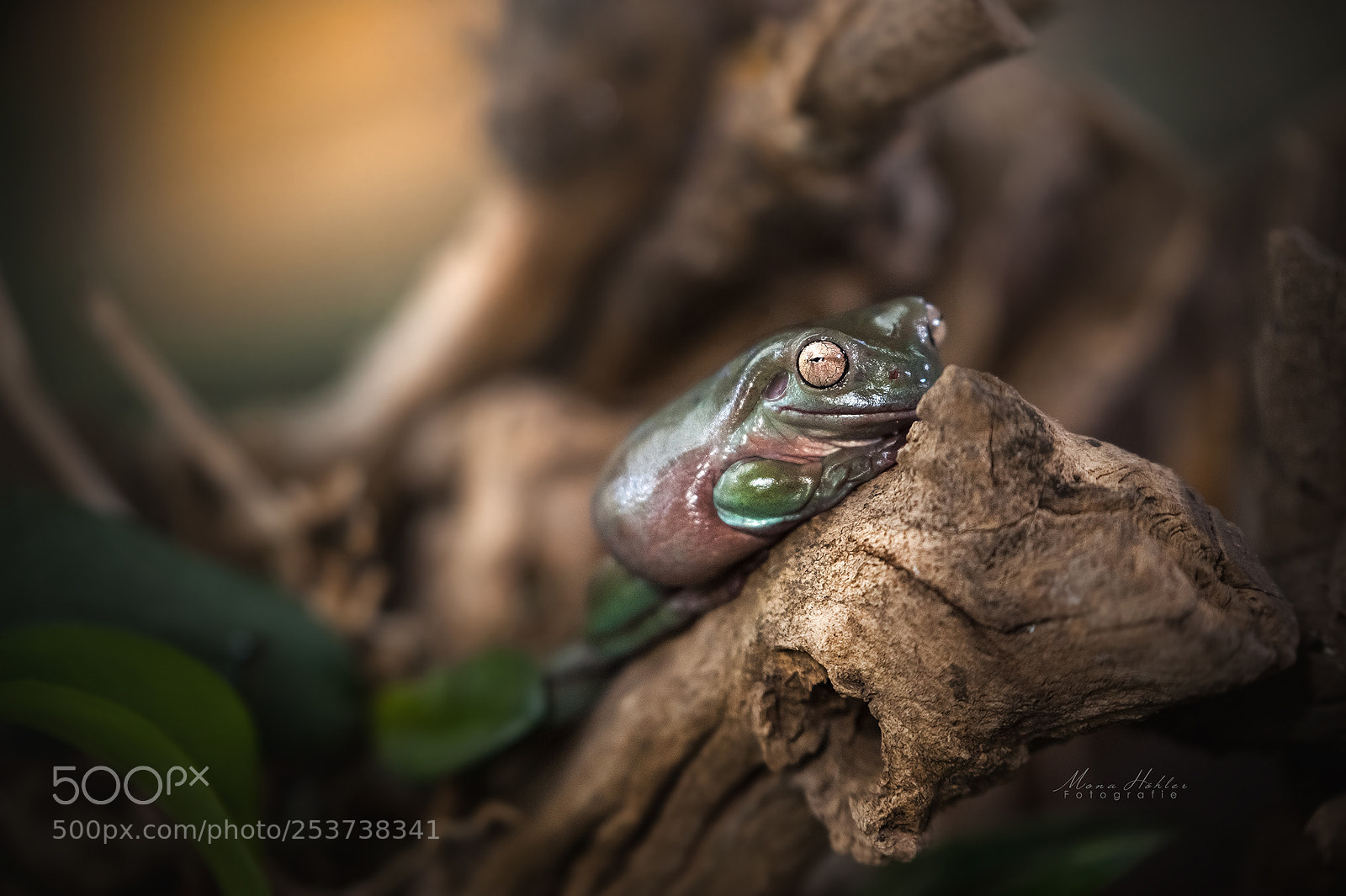 Nikon D3 sample photo. Exotic frog photography