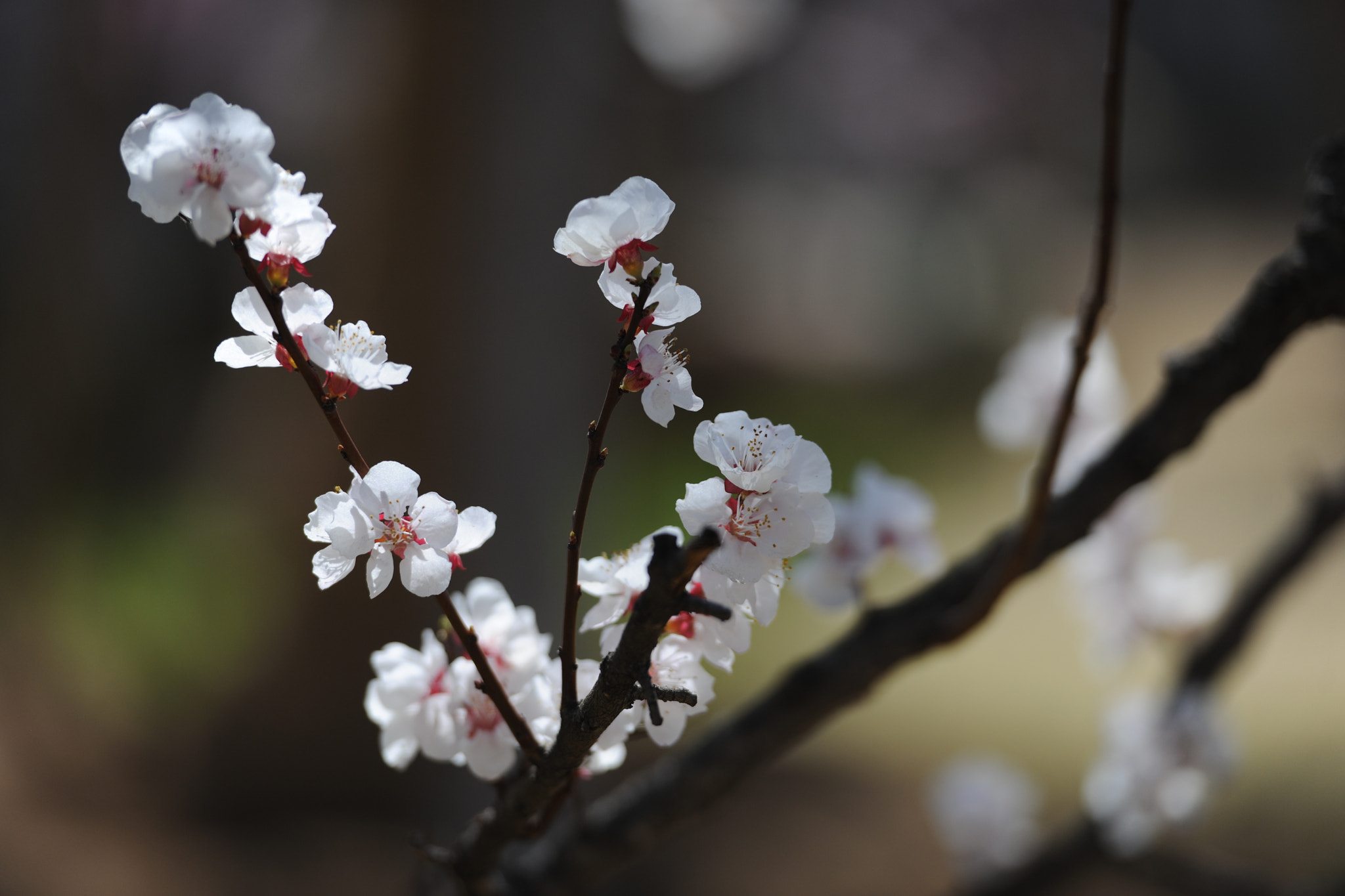 Nikon D3X + Nikon AF-S Nikkor 70-200mm F2.8G ED VR II sample photo. Spring photography