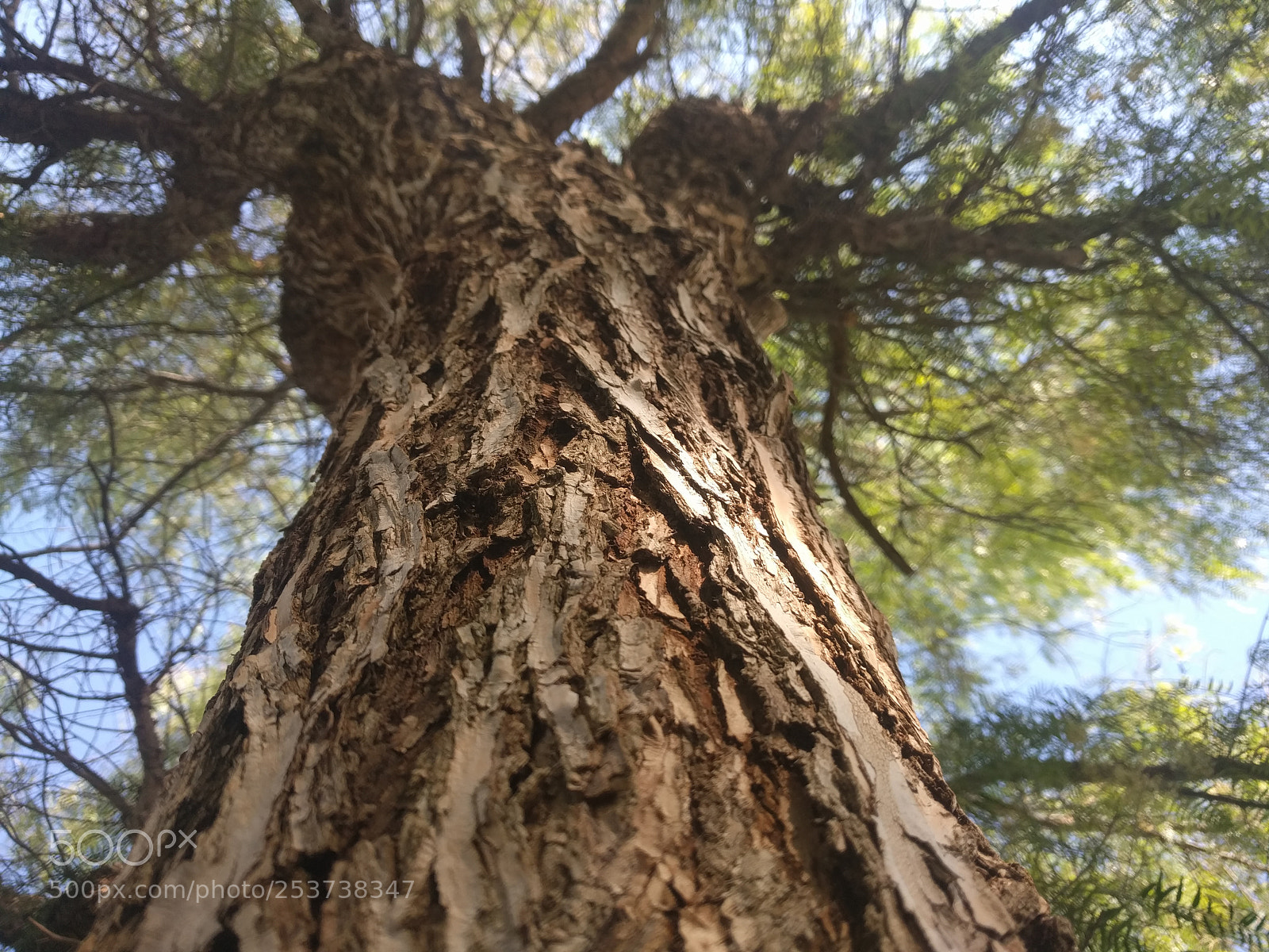 LG Nexus 5X sample photo. Tree in the desert photography