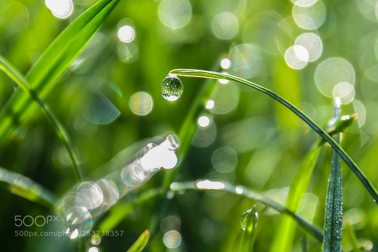 Nikon D5100 sample photo. Dew photography