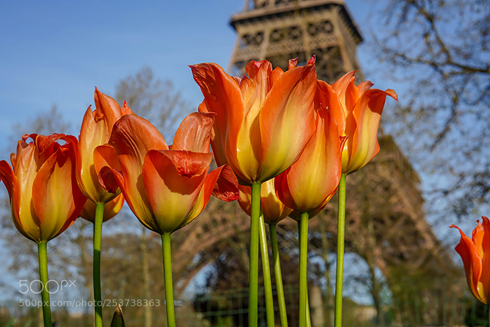 Sony a7R III sample photo. An orange spring photography