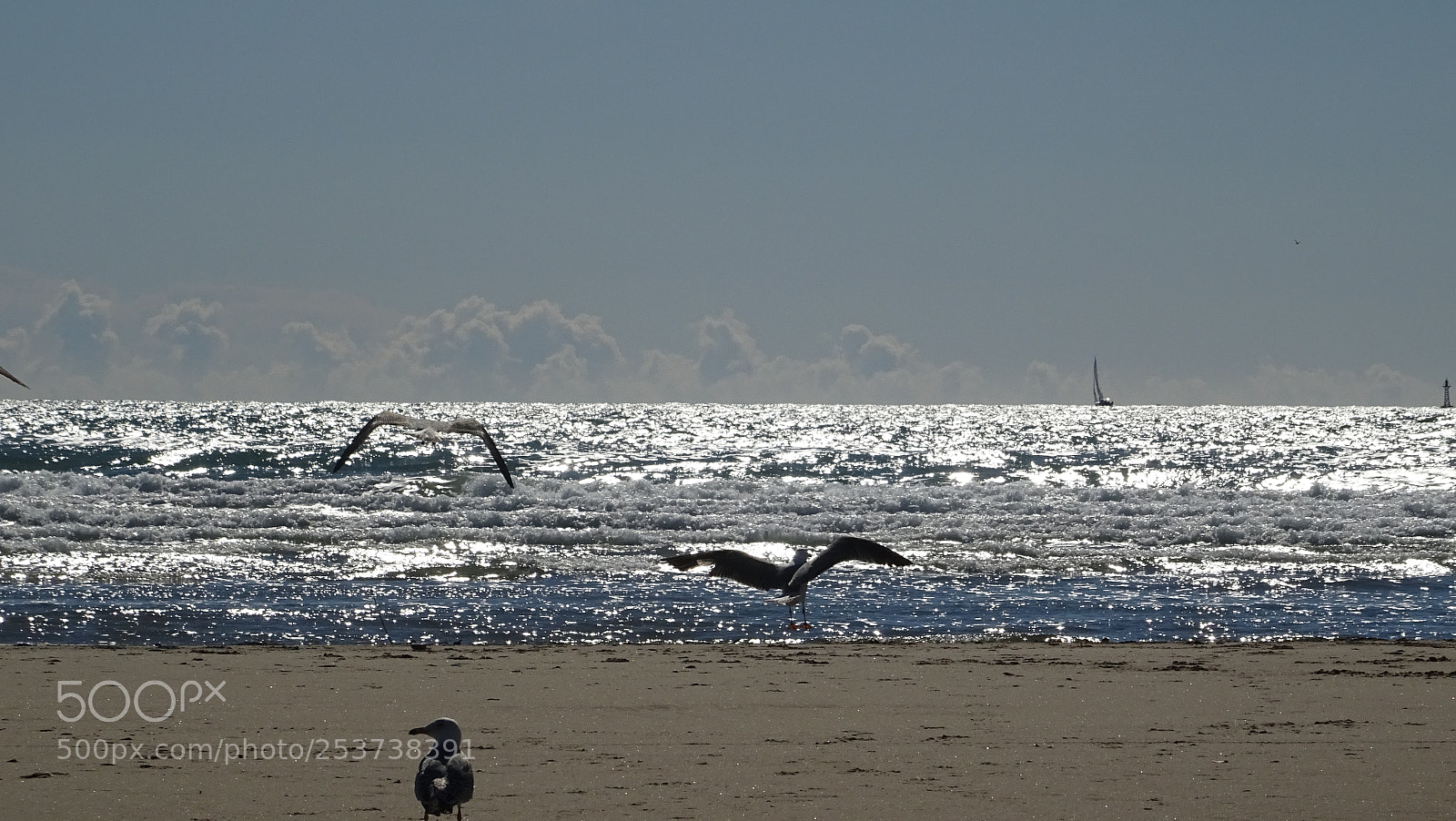 Sony DSC-HX60V sample photo. Seagles photography