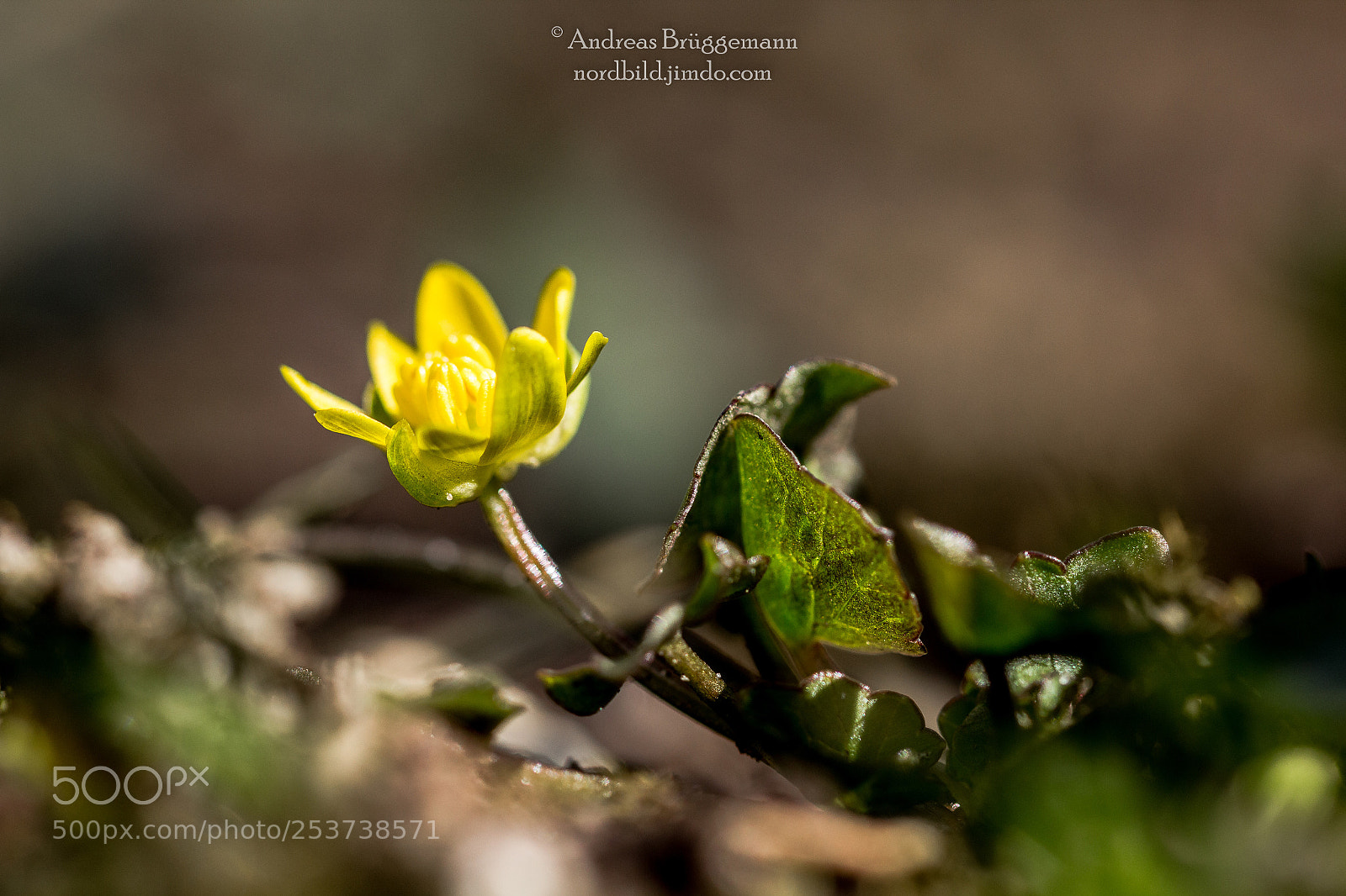 Canon EOS 60D sample photo. Frühling 2018_10 photography