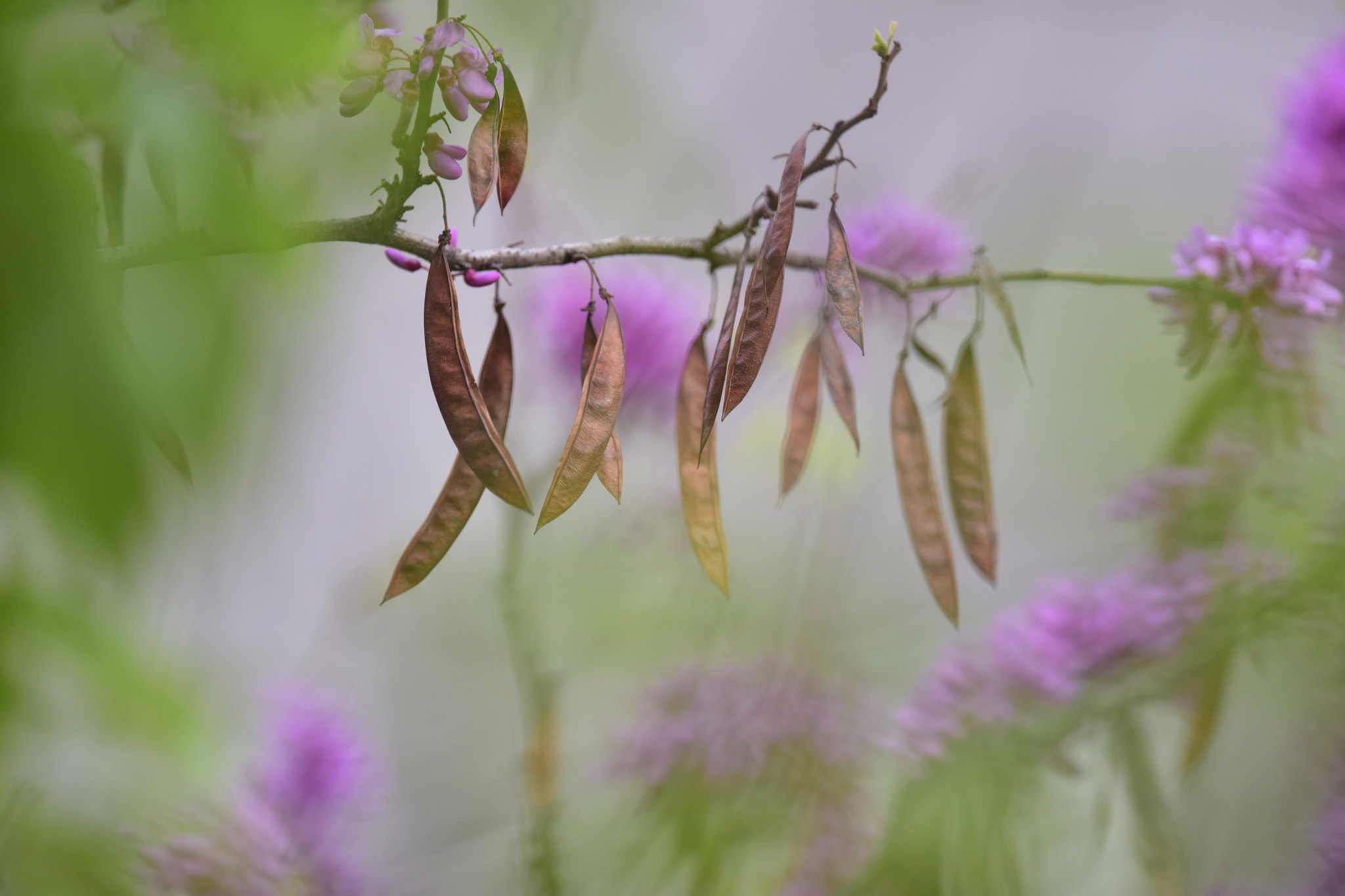 Nikon Nikkor AF-S 300mm F4E PF ED VR sample photo