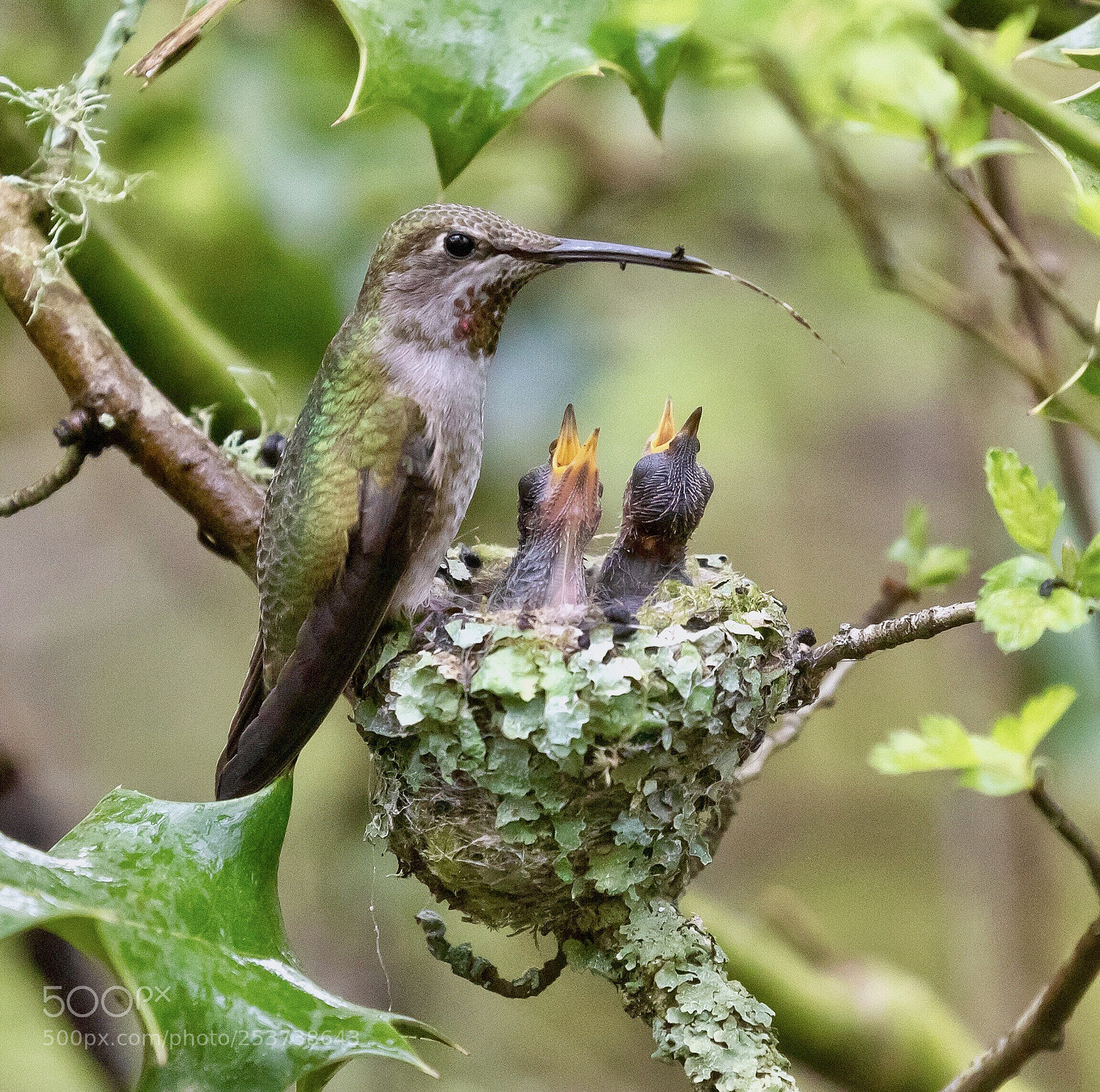 Canon EOS 5D Mark IV sample photo. Anna s hummingbird and photography