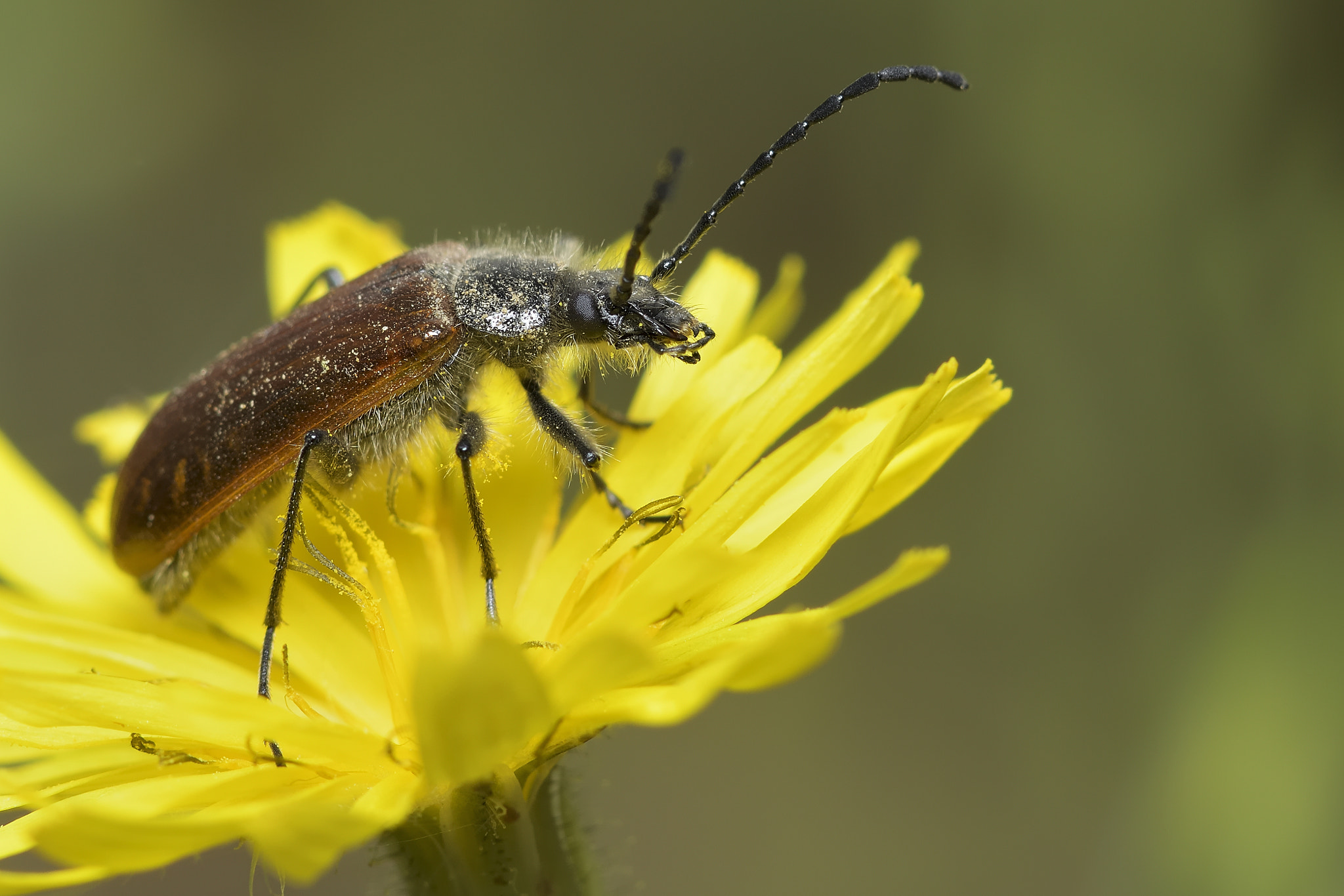 Nikon AF-S Micro-Nikkor 105mm F2.8G IF-ED VR sample photo. Macro photography