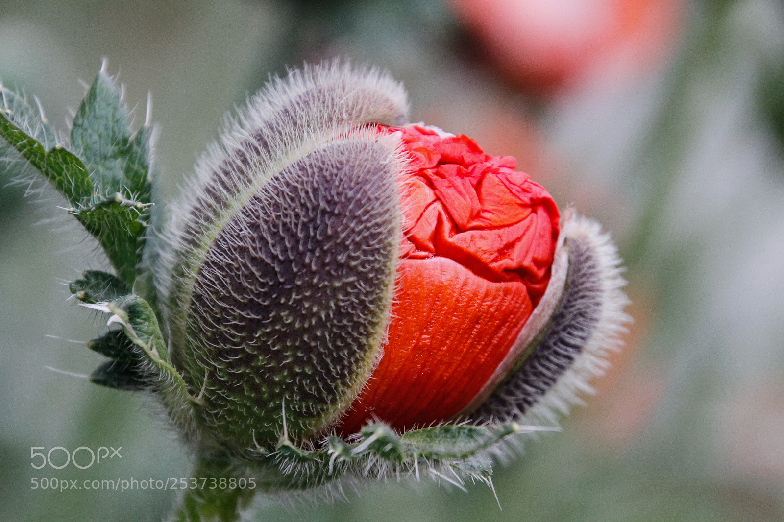 Canon EOS 7D sample photo. Emerged photography