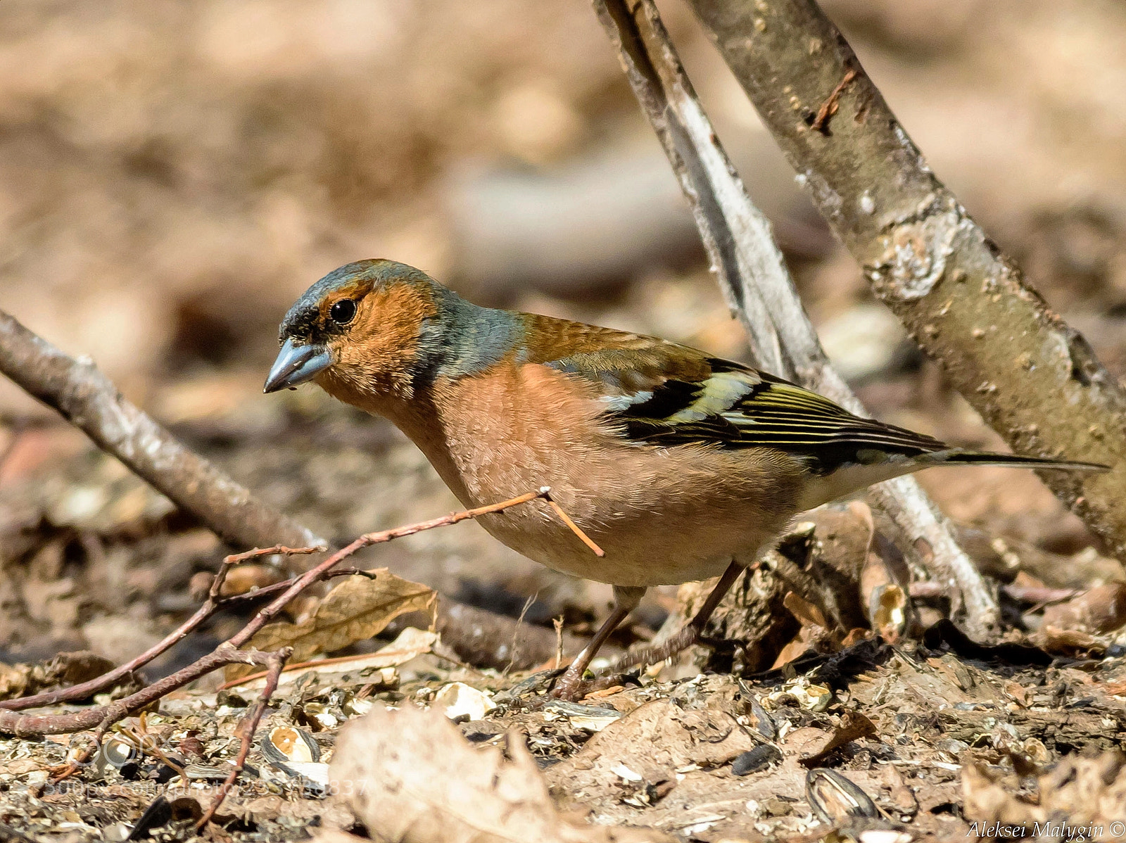 Canon EOS 7D Mark II sample photo. Chaffinch photography