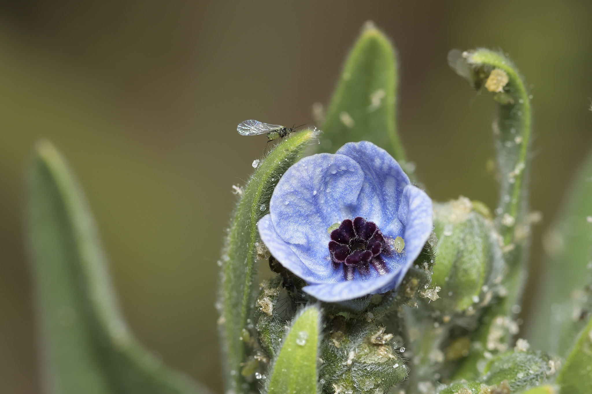 Nikon AF-S Micro-Nikkor 105mm F2.8G IF-ED VR sample photo. Macro photography