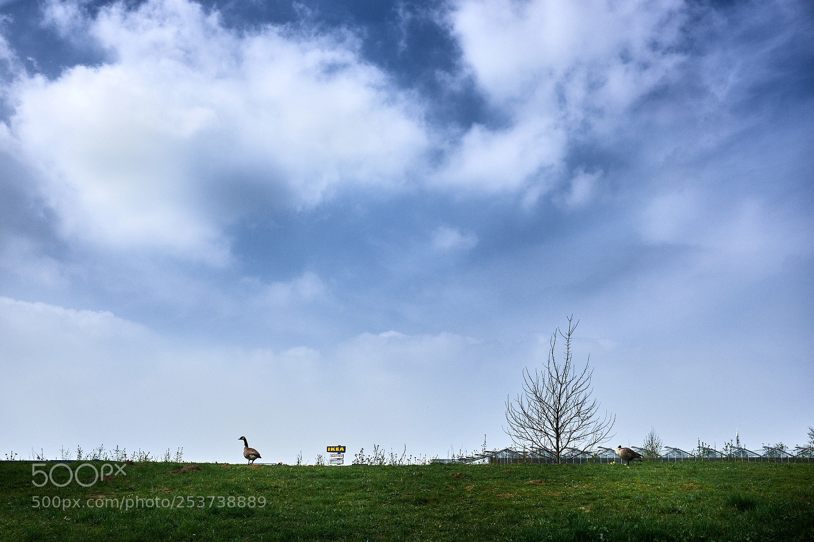 Fujifilm X100S sample photo. The ikea goose photography