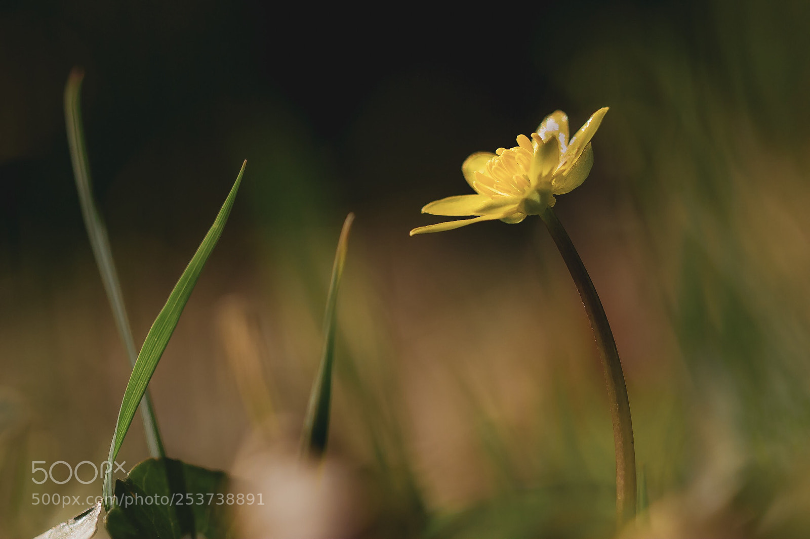 Canon EOS 600D (Rebel EOS T3i / EOS Kiss X5) sample photo. Yellow in green photography