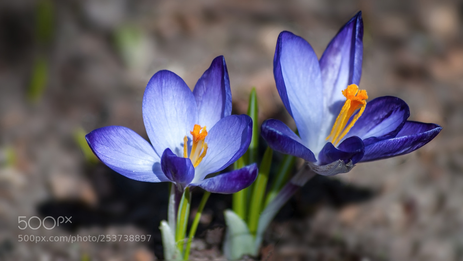 Nikon D3000 sample photo. To the sun photography