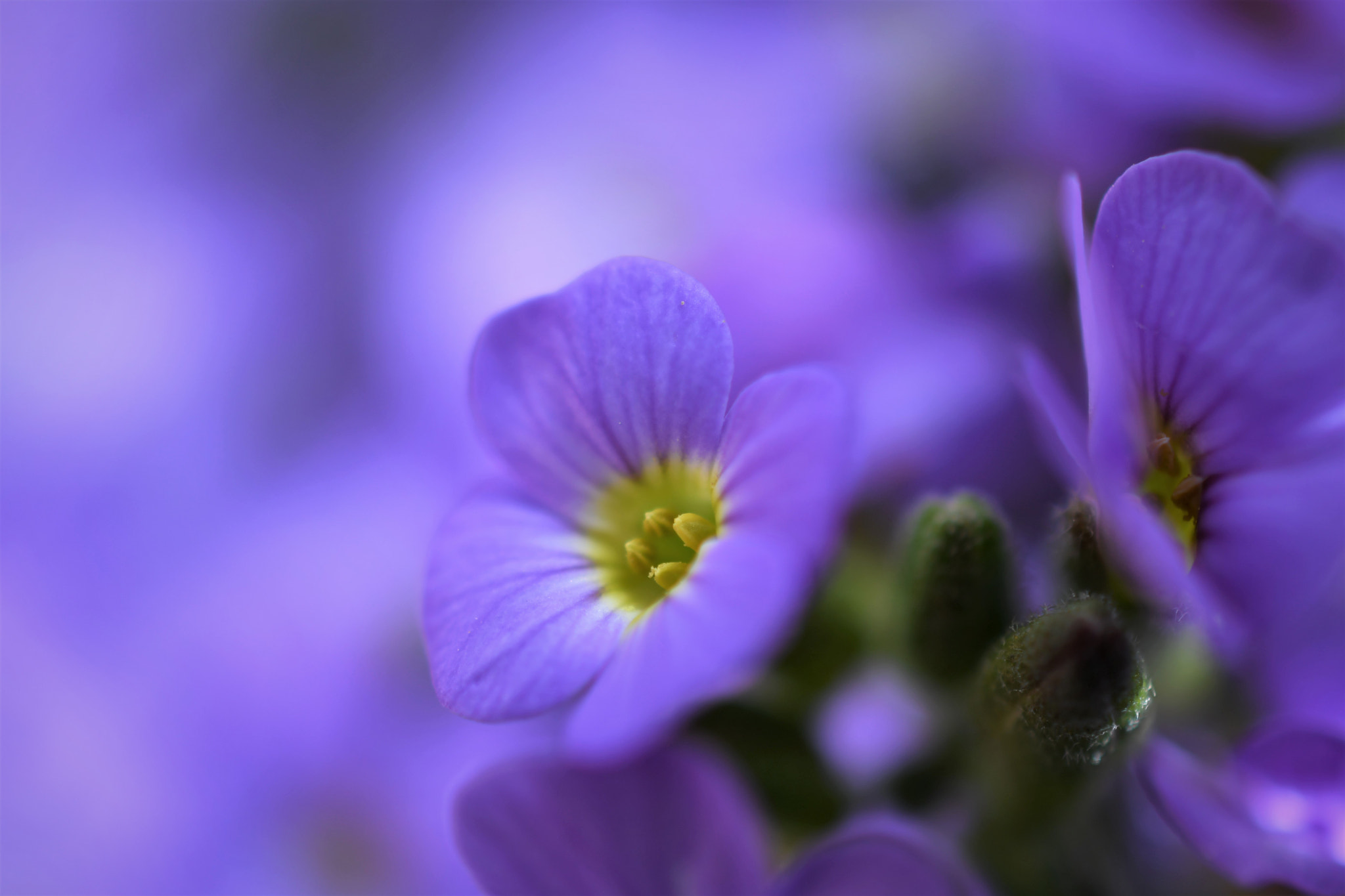 Nikon AF-S DX Micro Nikkor 40mm F2.8 sample photo. ...blue... photography