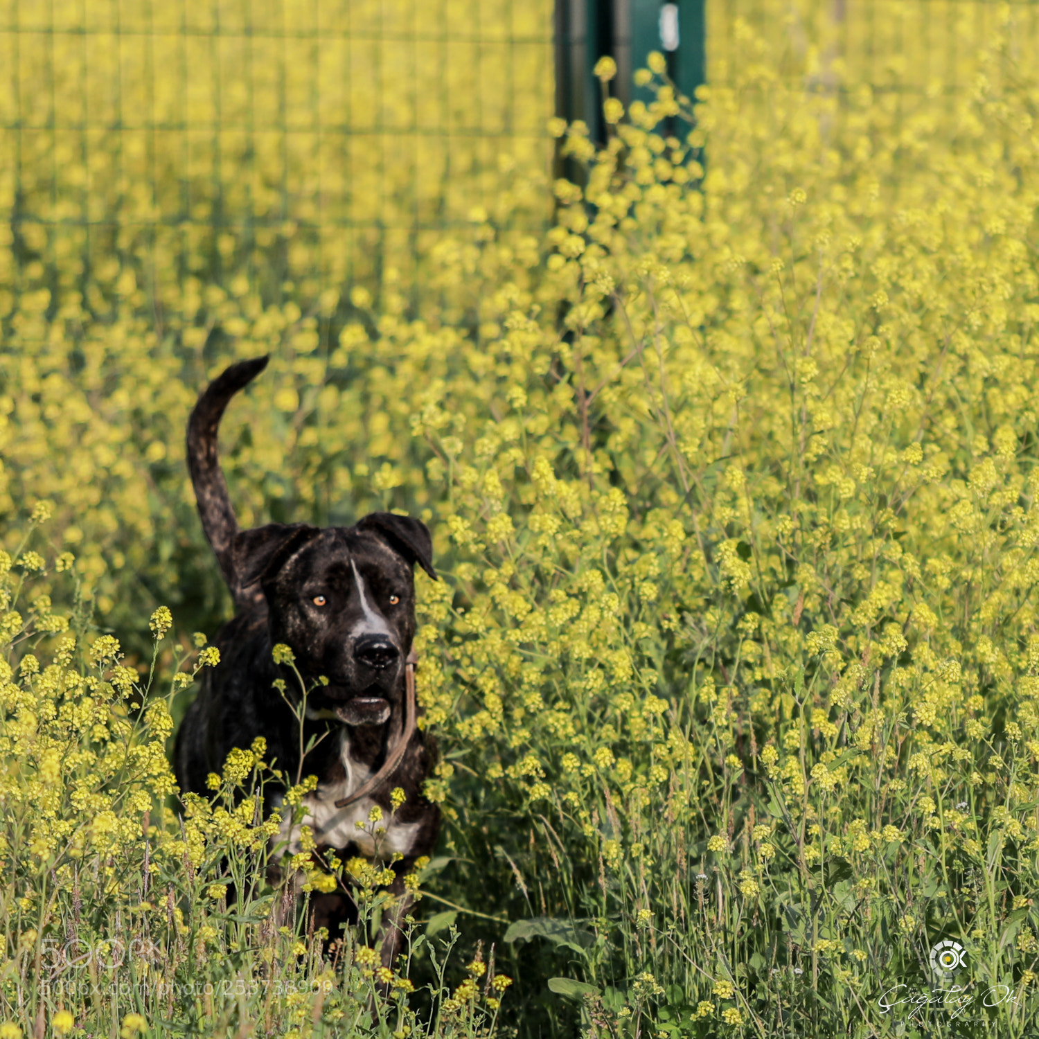 Canon EOS 5D Mark IV sample photo. Oscar photography