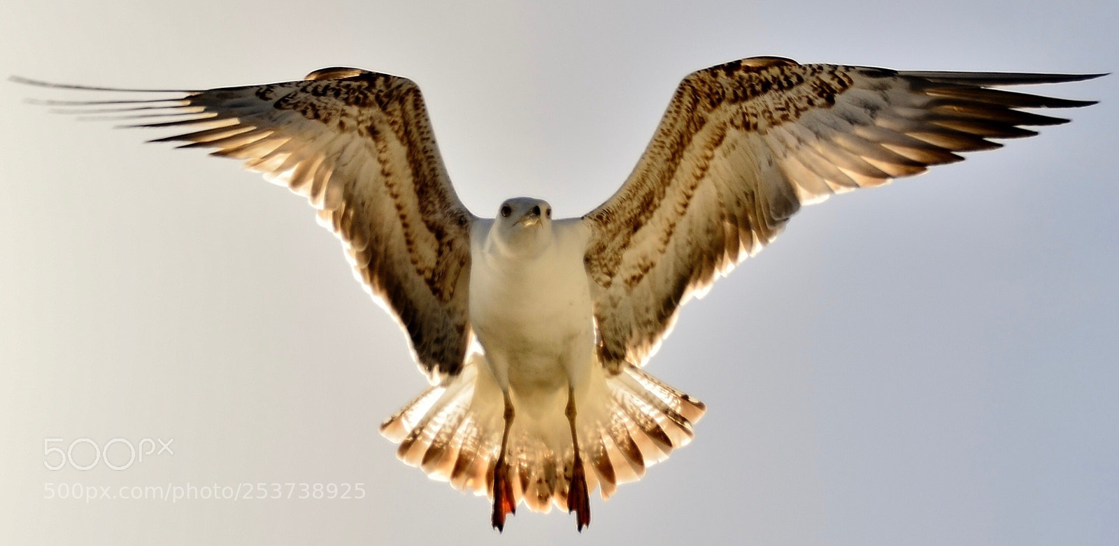 Nikon D7000 sample photo. Strong seagull photography