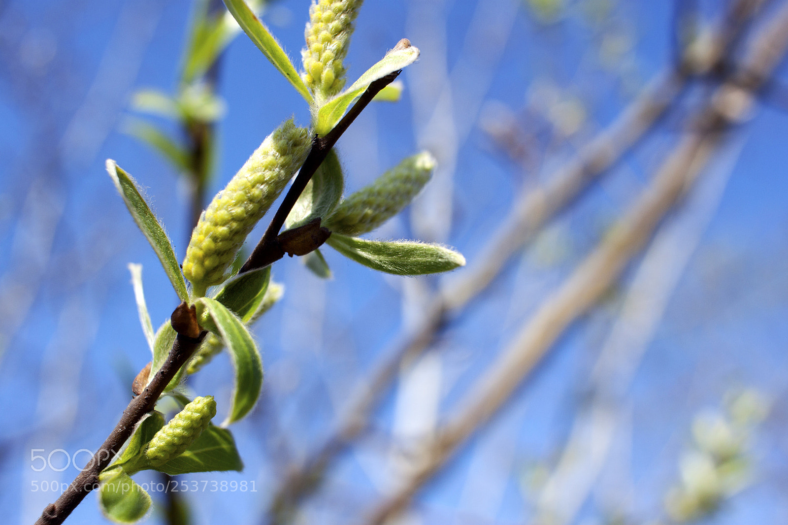 Canon EOS 500D (EOS Rebel T1i / EOS Kiss X3) sample photo. The first spring leaves photography
