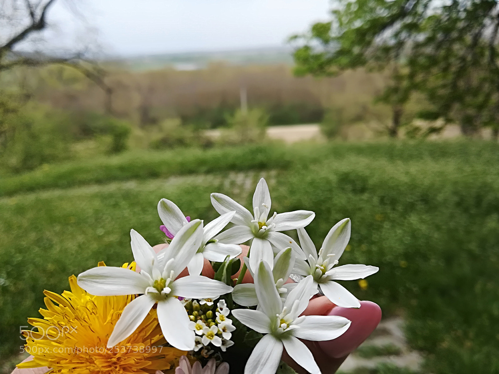 HUAWEI P10 lite sample photo. Untitled photography