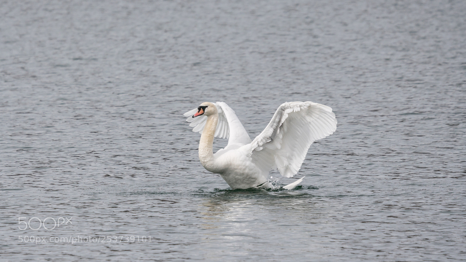 Sony a6500 sample photo. Swan photography