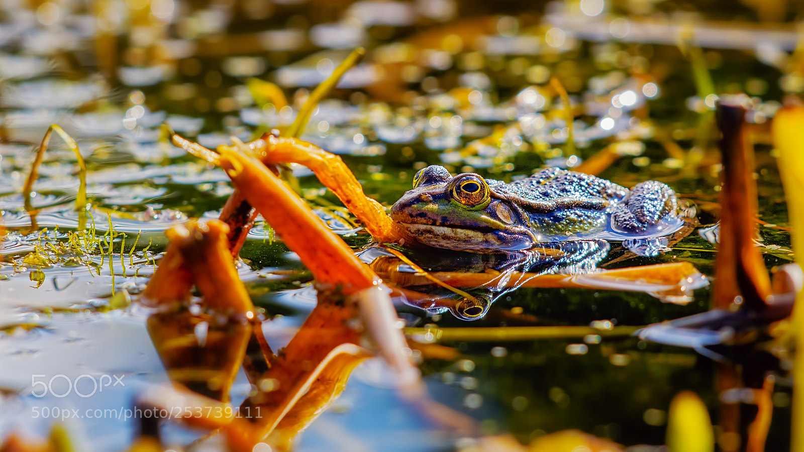 Canon EOS 60D sample photo. Frog in the pond (21175) photography