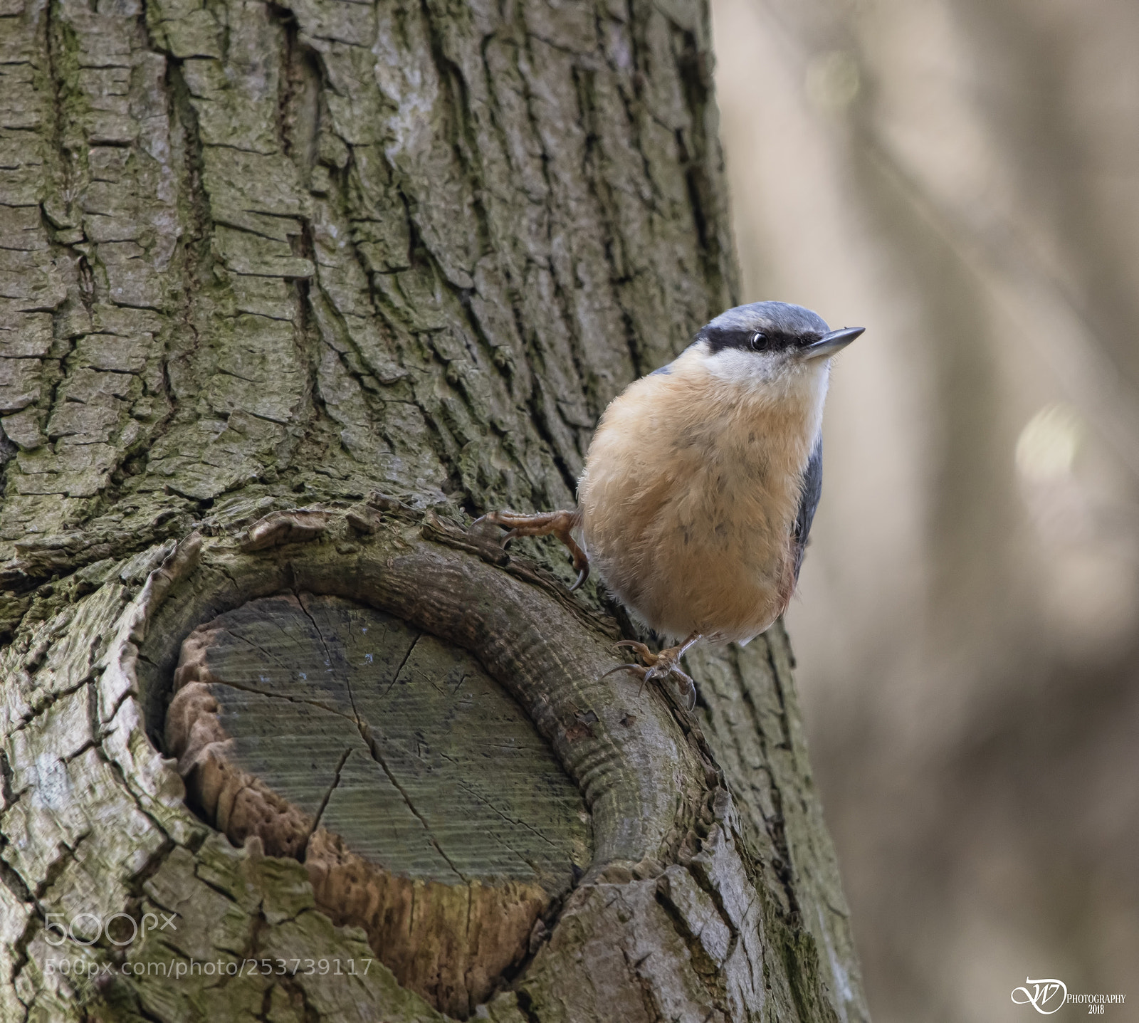 Nikon D500 sample photo. Nuthatch photography