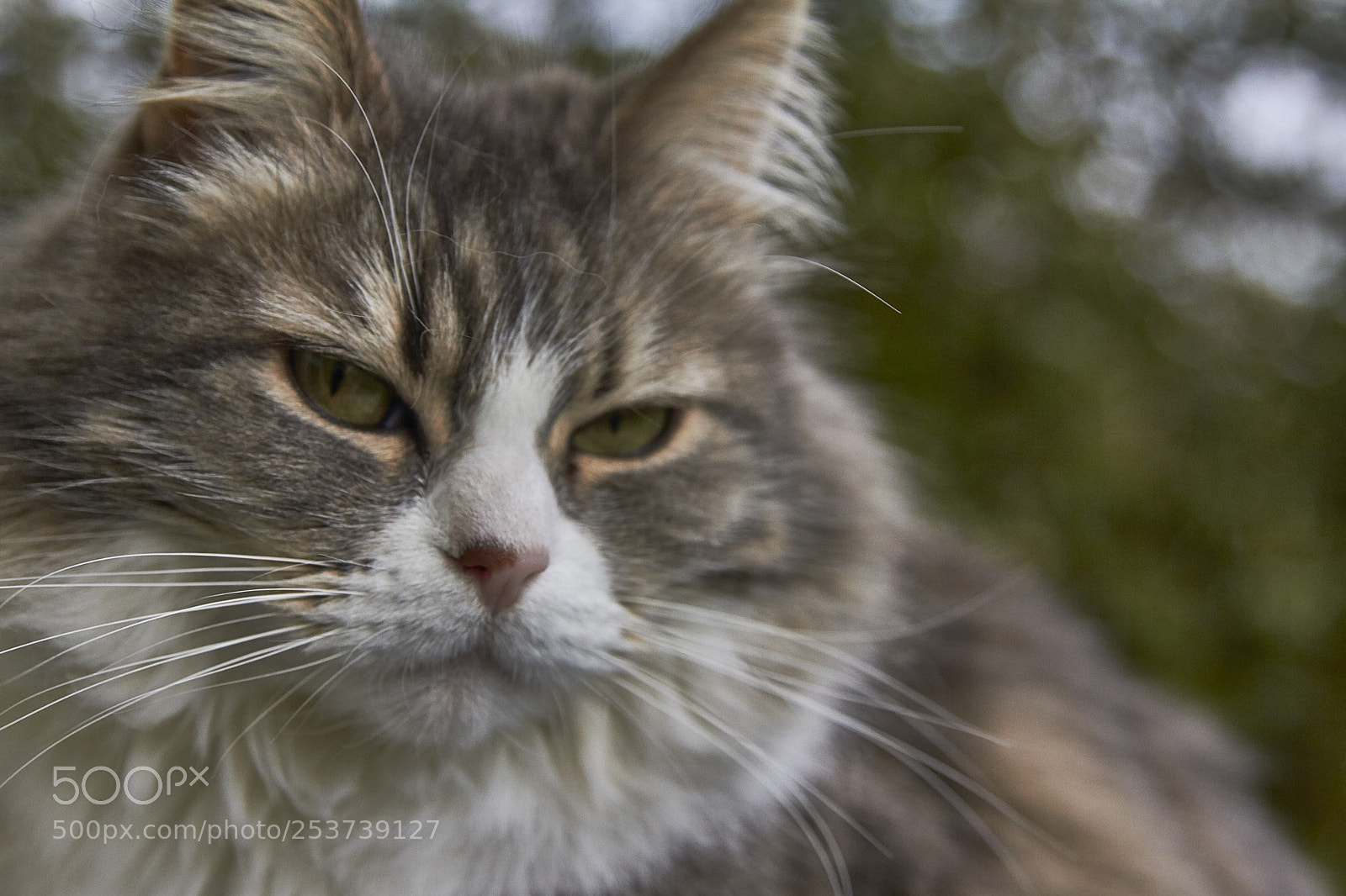 Canon EOS 7D sample photo. Sweet flanelle photography