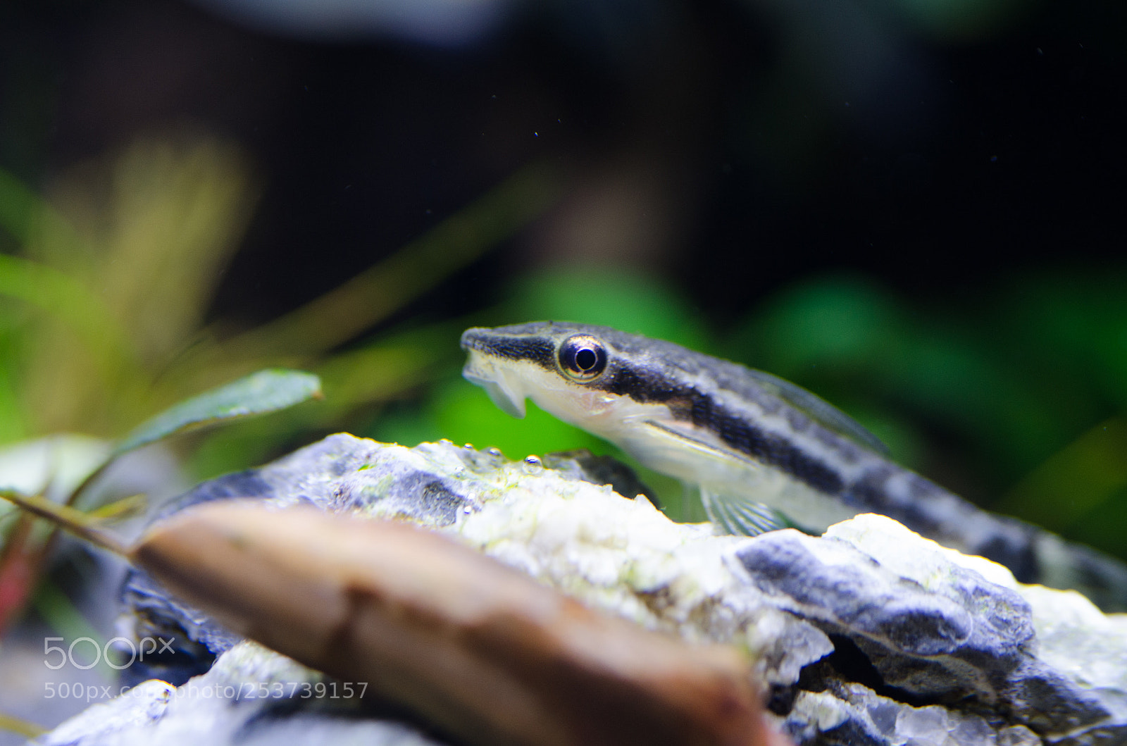 Nikon D7000 sample photo. Otocinclus affinis photography