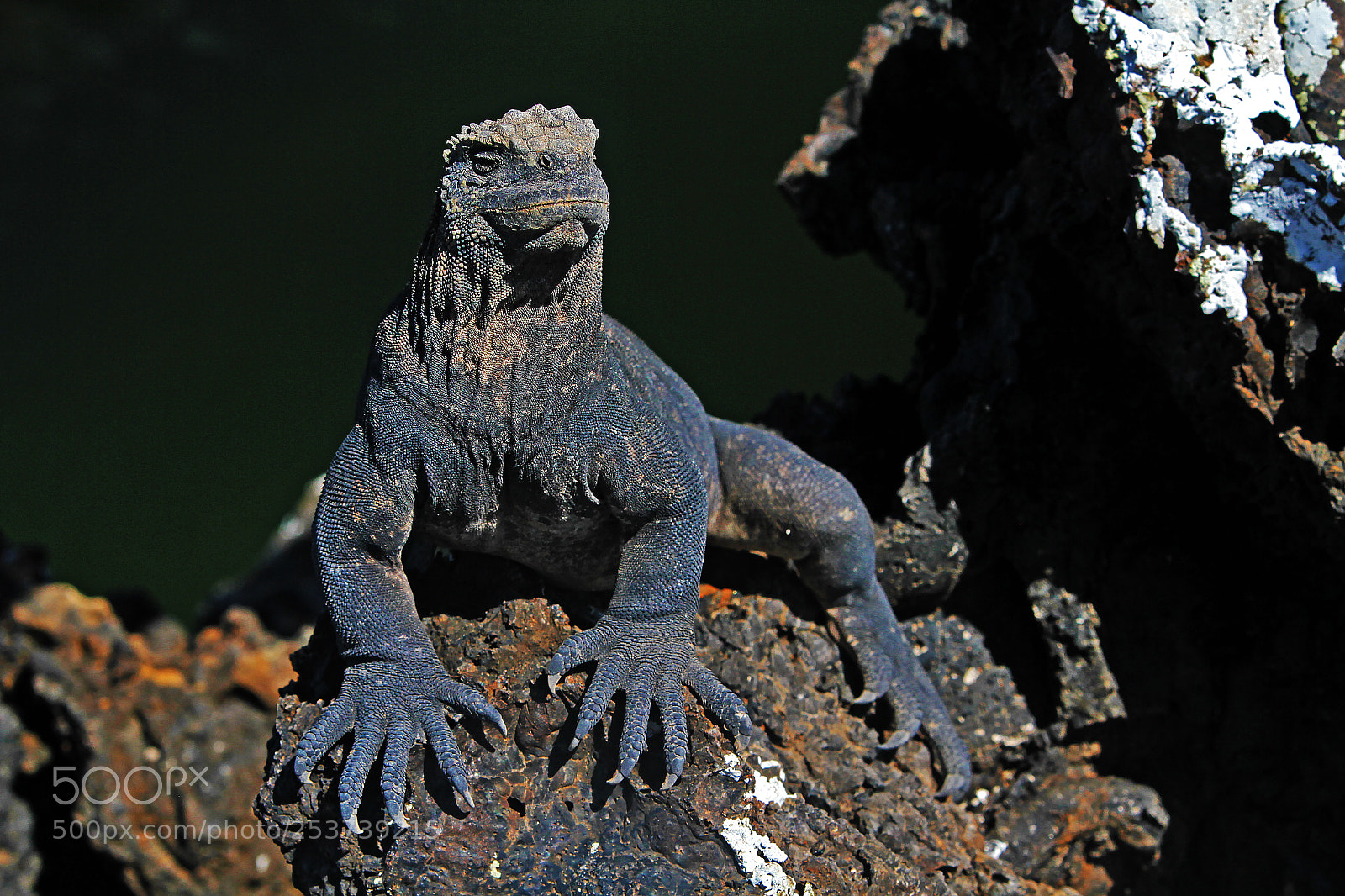 Canon EOS 7D sample photo. Marine iguana photography