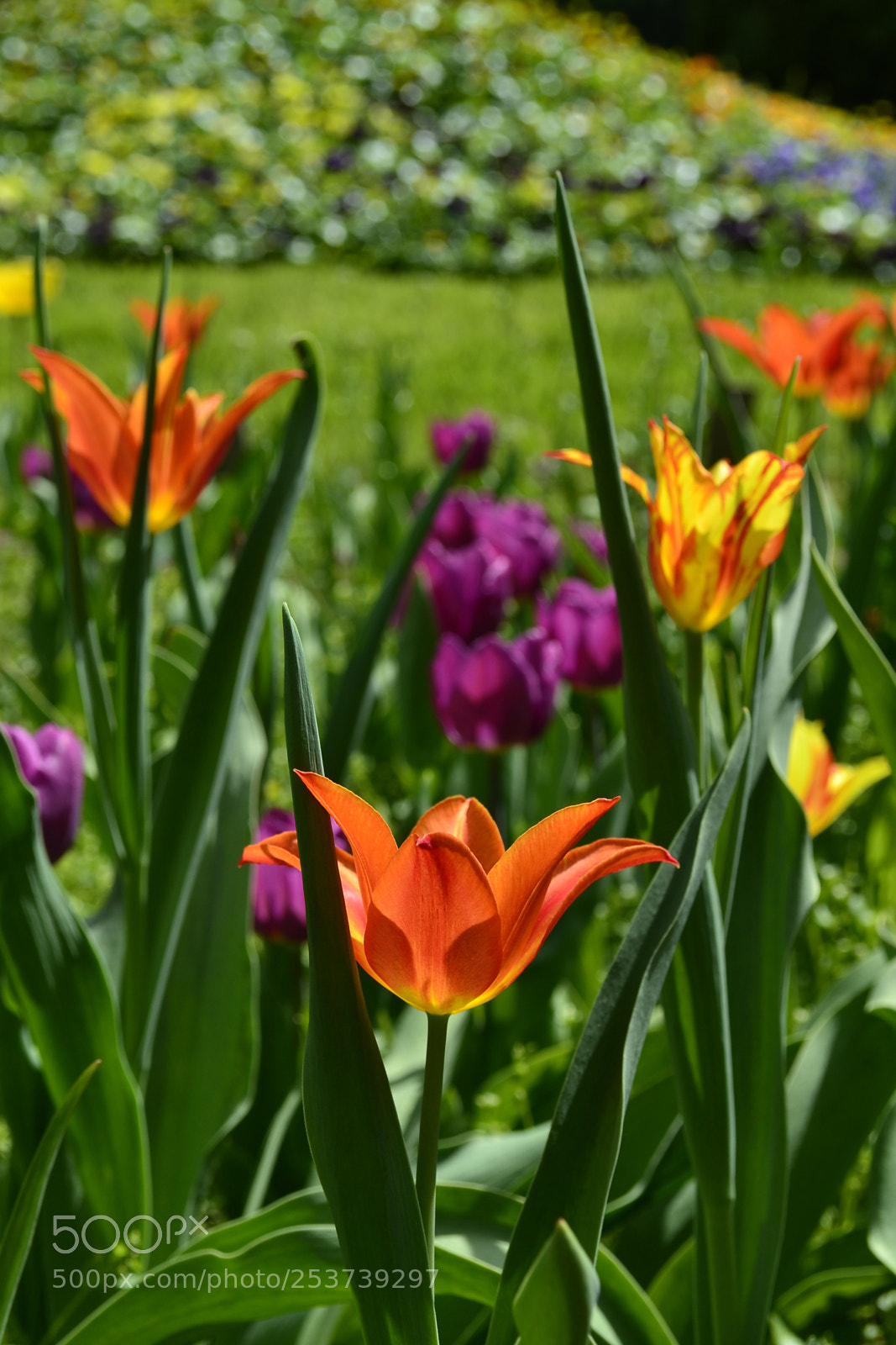 Nikon D3100 sample photo. Find beauty in life photography