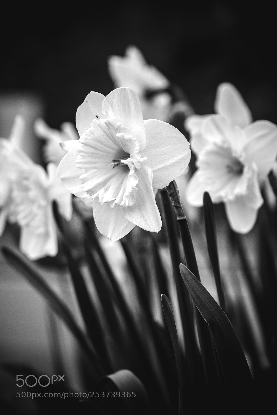 Canon EOS 600D (Rebel EOS T3i / EOS Kiss X5) sample photo. Le printemps en nb photography