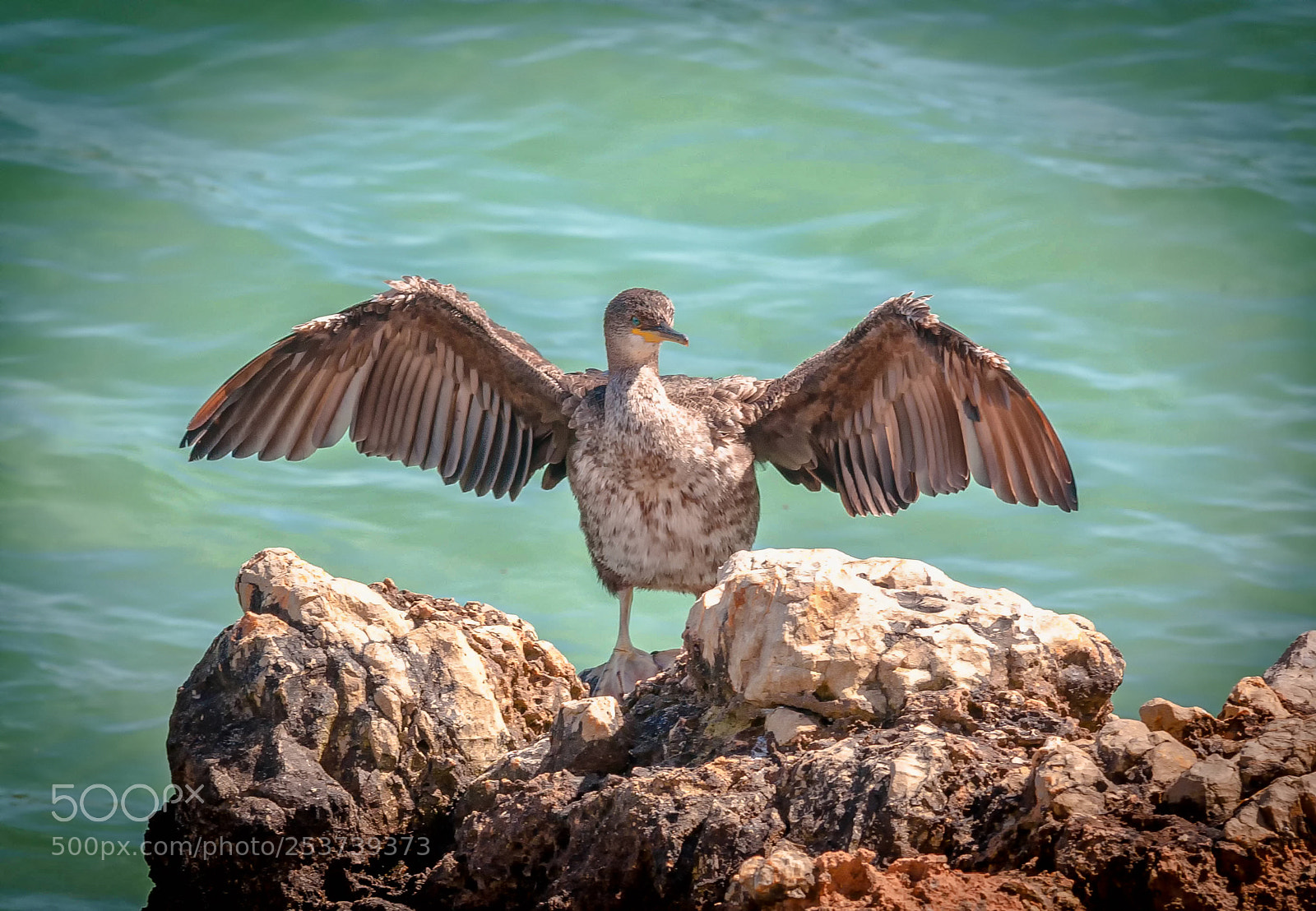 Nikon D90 sample photo. The cormoran and the photography