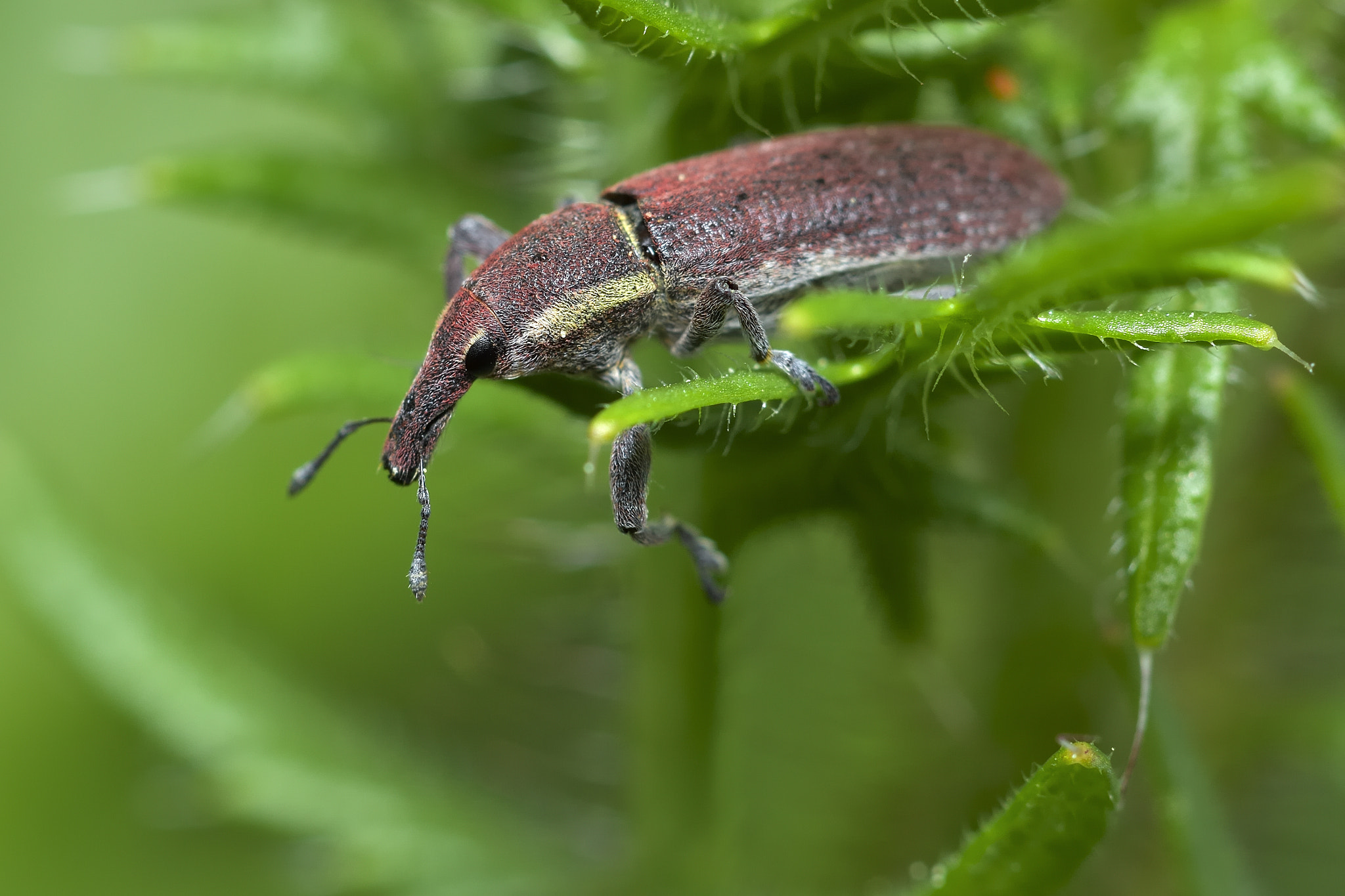 Nikon AF-S Micro-Nikkor 105mm F2.8G IF-ED VR sample photo. Macro photography