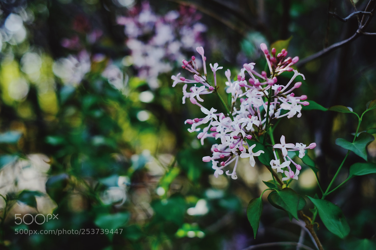 Fujifilm X-Pro2 sample photo. Lilac photography