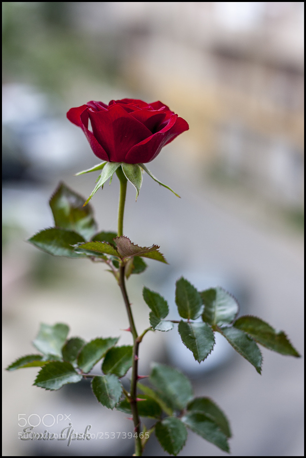Canon EOS 40D sample photo. Rose photography