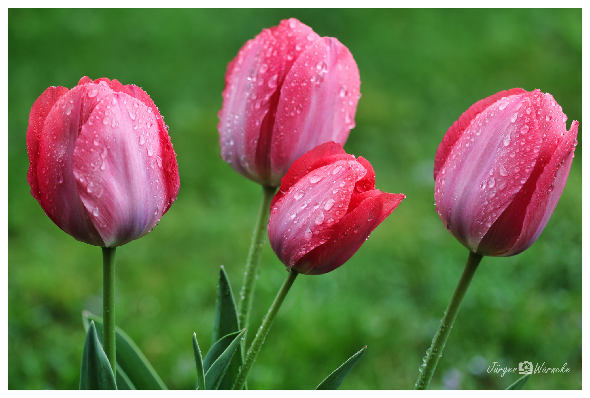 Canon EF 100mm F2.8L Macro IS USM sample photo. Raindrops photography