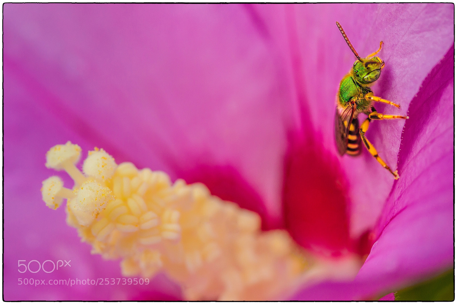 Canon EOS 7D sample photo. Green bee photography