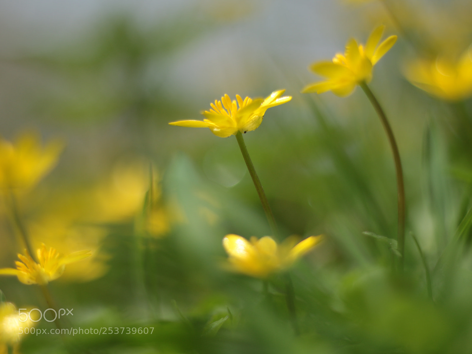 Canon EOS 70D + Canon EF 50mm F1.8 STM sample photo. Speenkruid in border te photography
