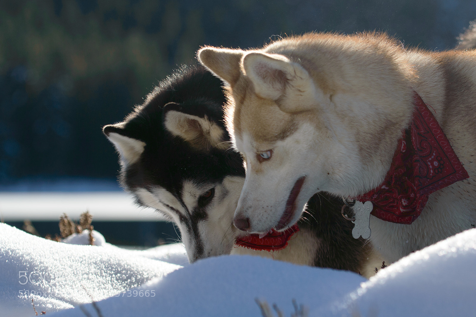 Nikon D3200 sample photo. Brothers in the snow photography