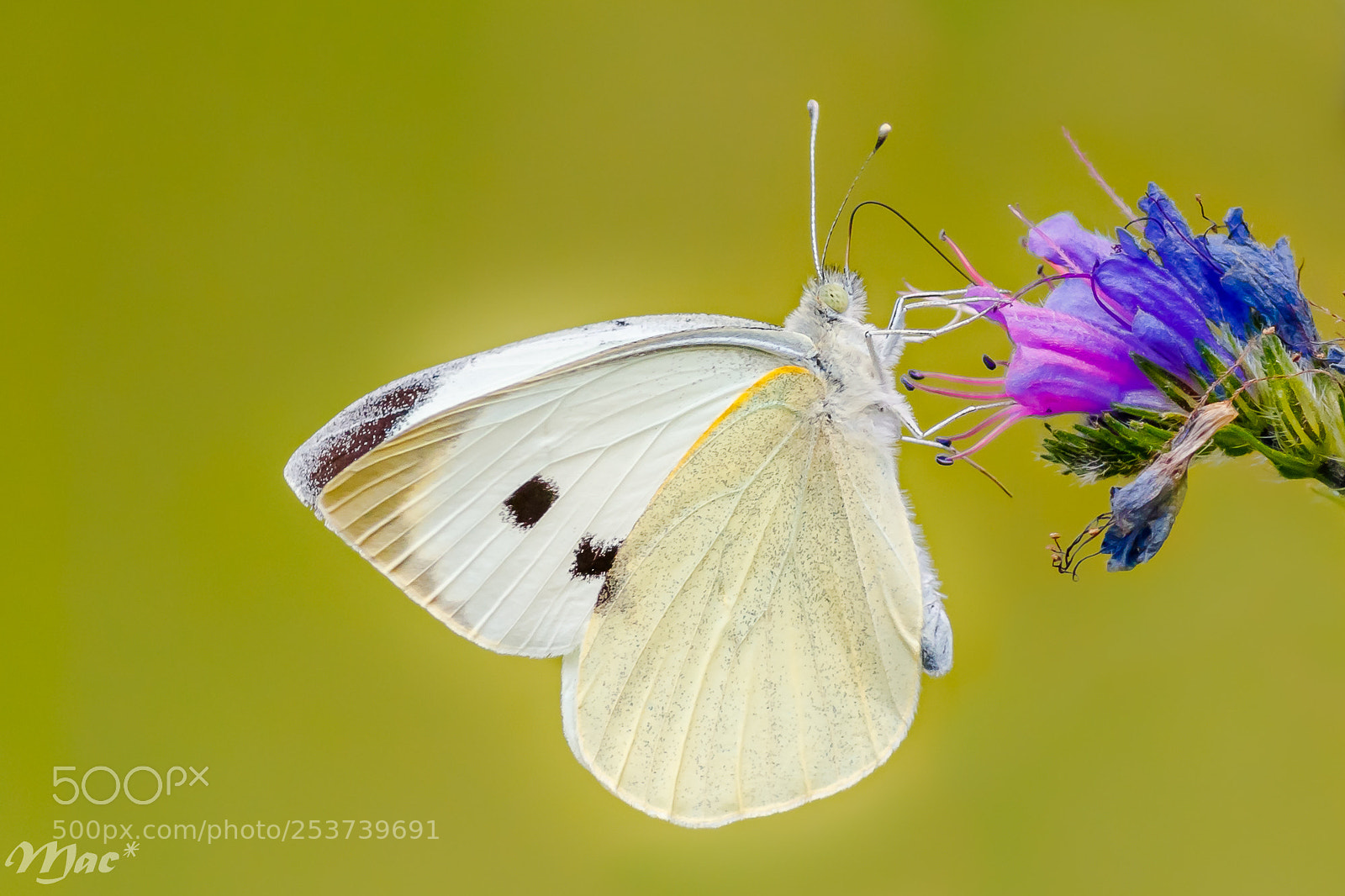Canon EOS 7D Mark II sample photo. Large white-groot koolwitje photography