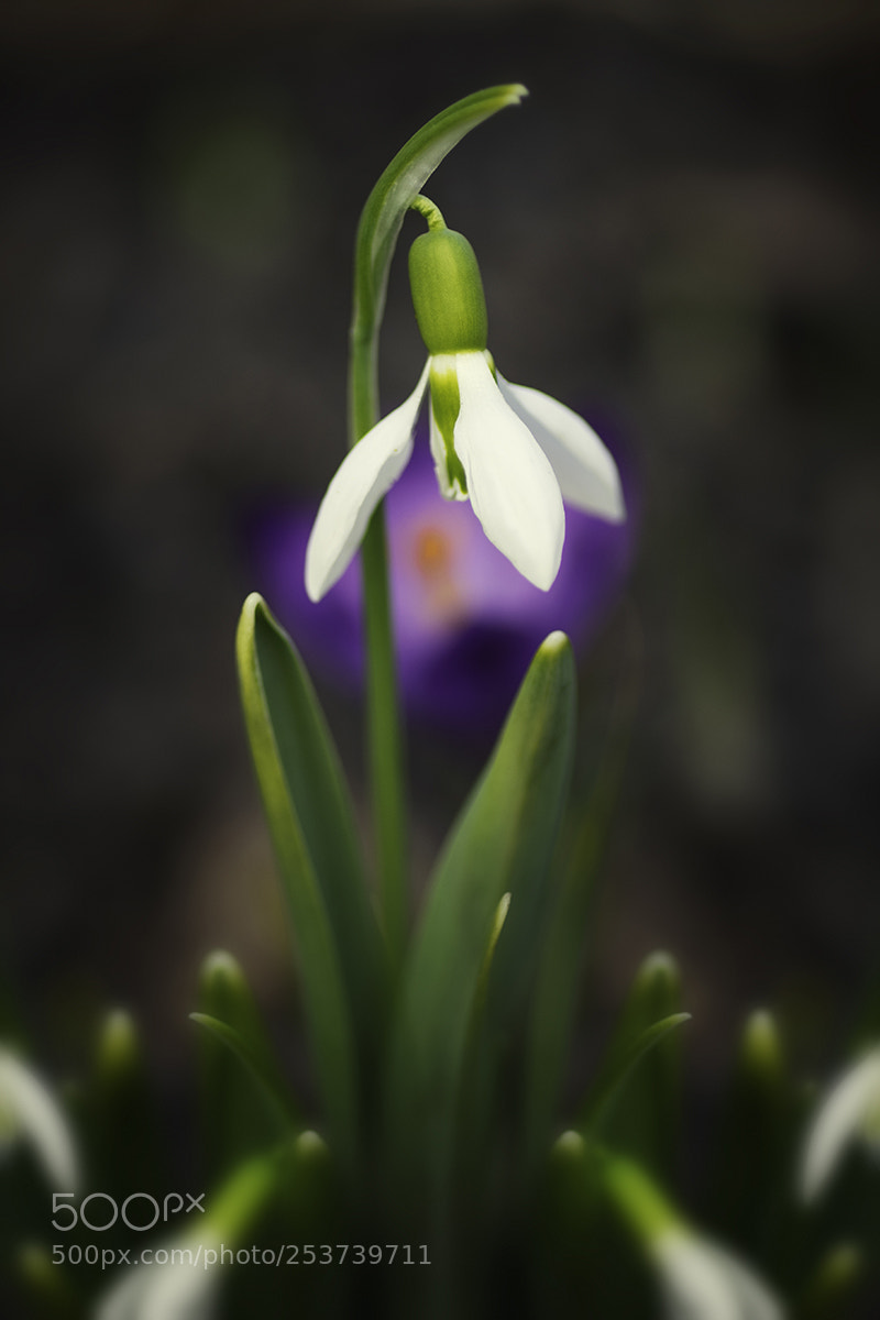 Pentax K-3 sample photo. Snowblower photography