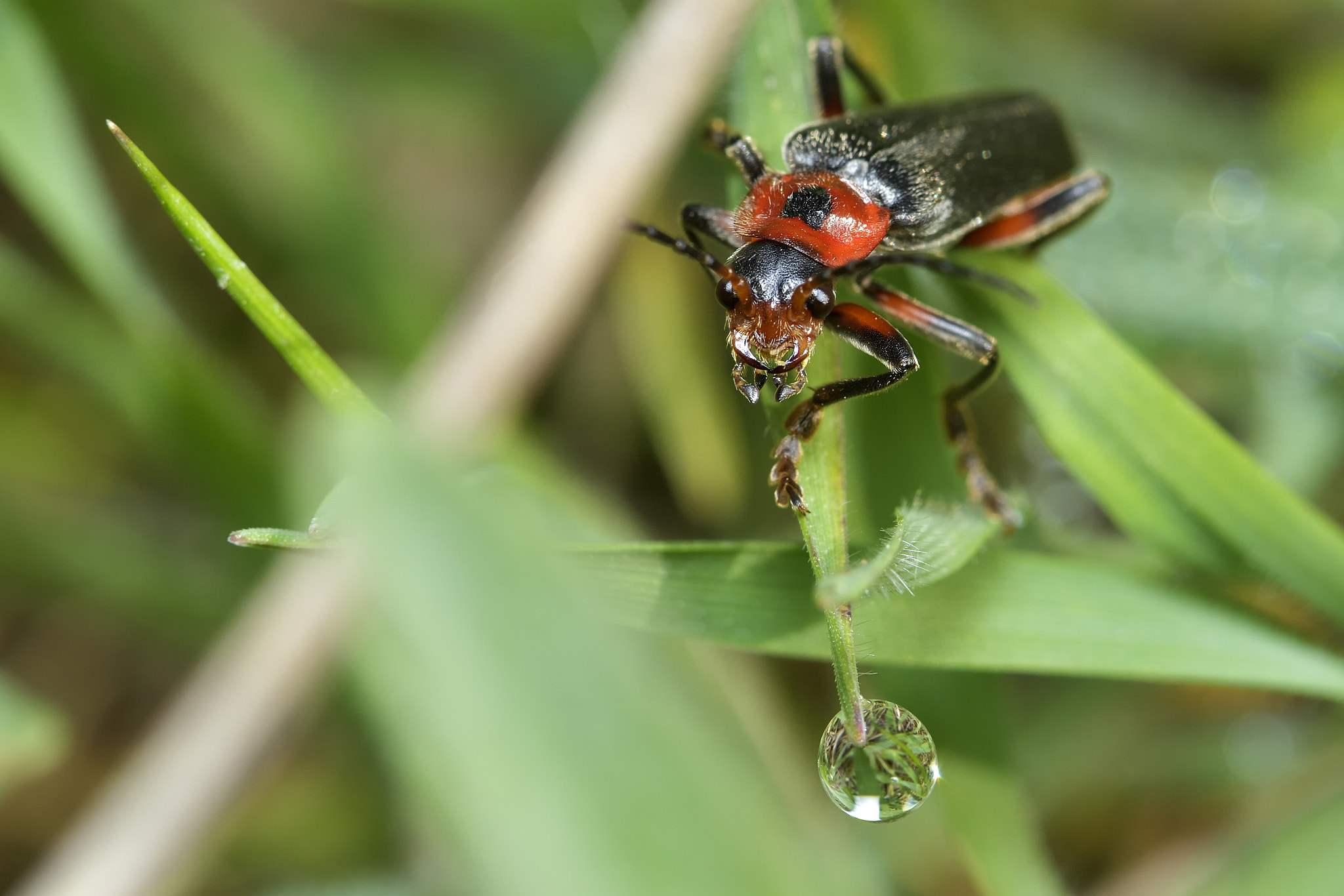 Nikon AF-S Micro-Nikkor 105mm F2.8G IF-ED VR sample photo. Macro photography