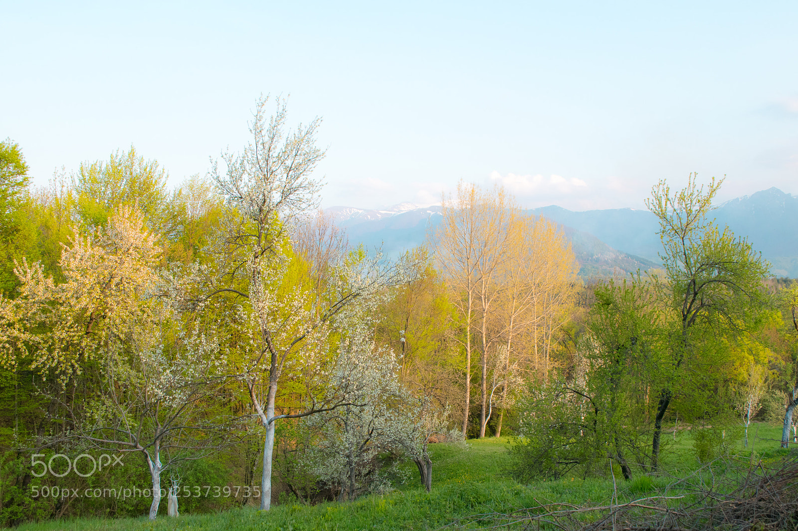 Nikon D5300 sample photo. Trees in bloom at photography